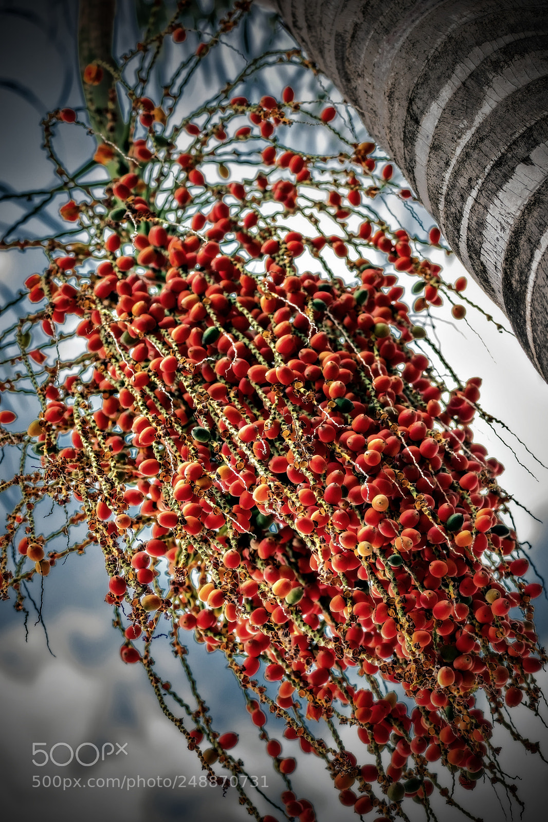 Fujifilm X-T2 sample photo. Nature gift photography