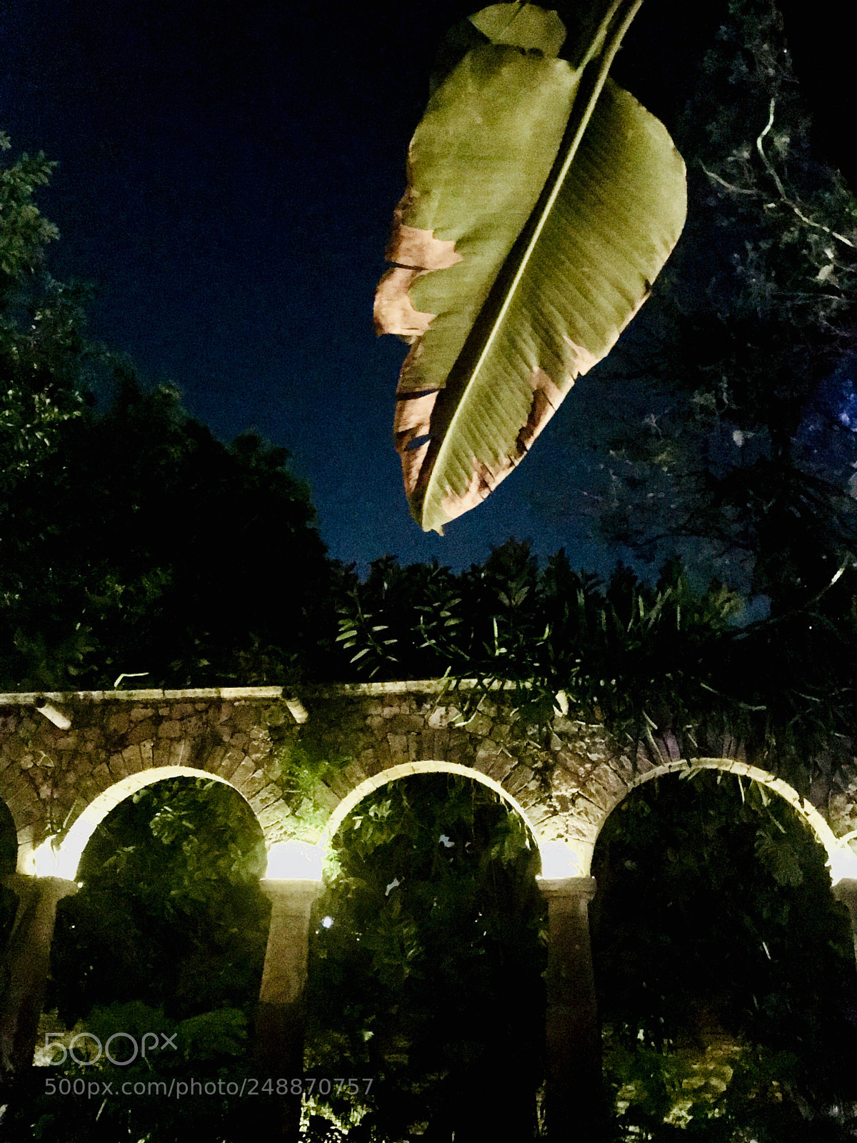 Apple iPhone 7 sample photo. Giant leaf photography