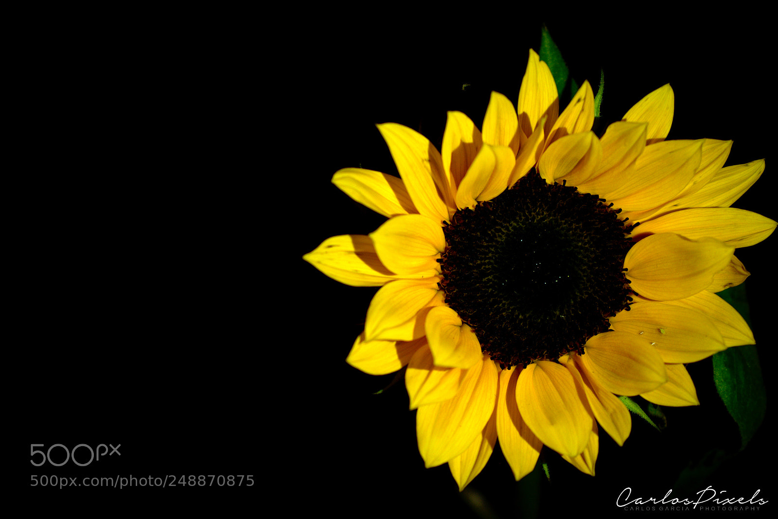 Nikon D3400 sample photo. Sunflower photography