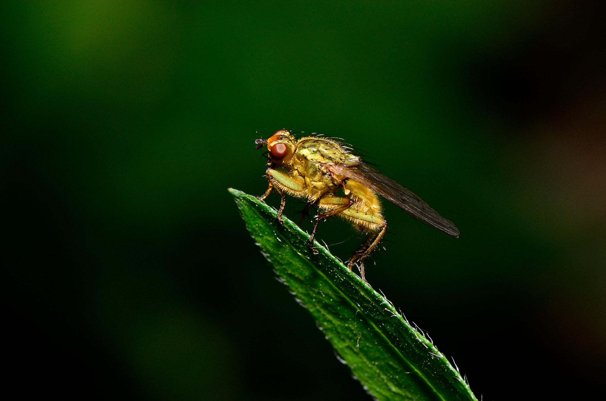 Nikon AF-S Micro-Nikkor 105mm F2.8G IF-ED VR sample photo. 食虫牤 photography