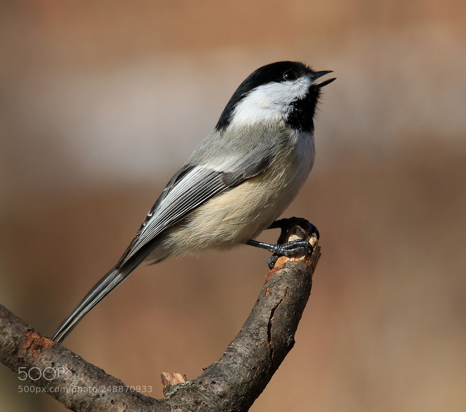 Canon EOS 750D (EOS Rebel T6i / EOS Kiss X8i) sample photo. Chickadee on branch photography