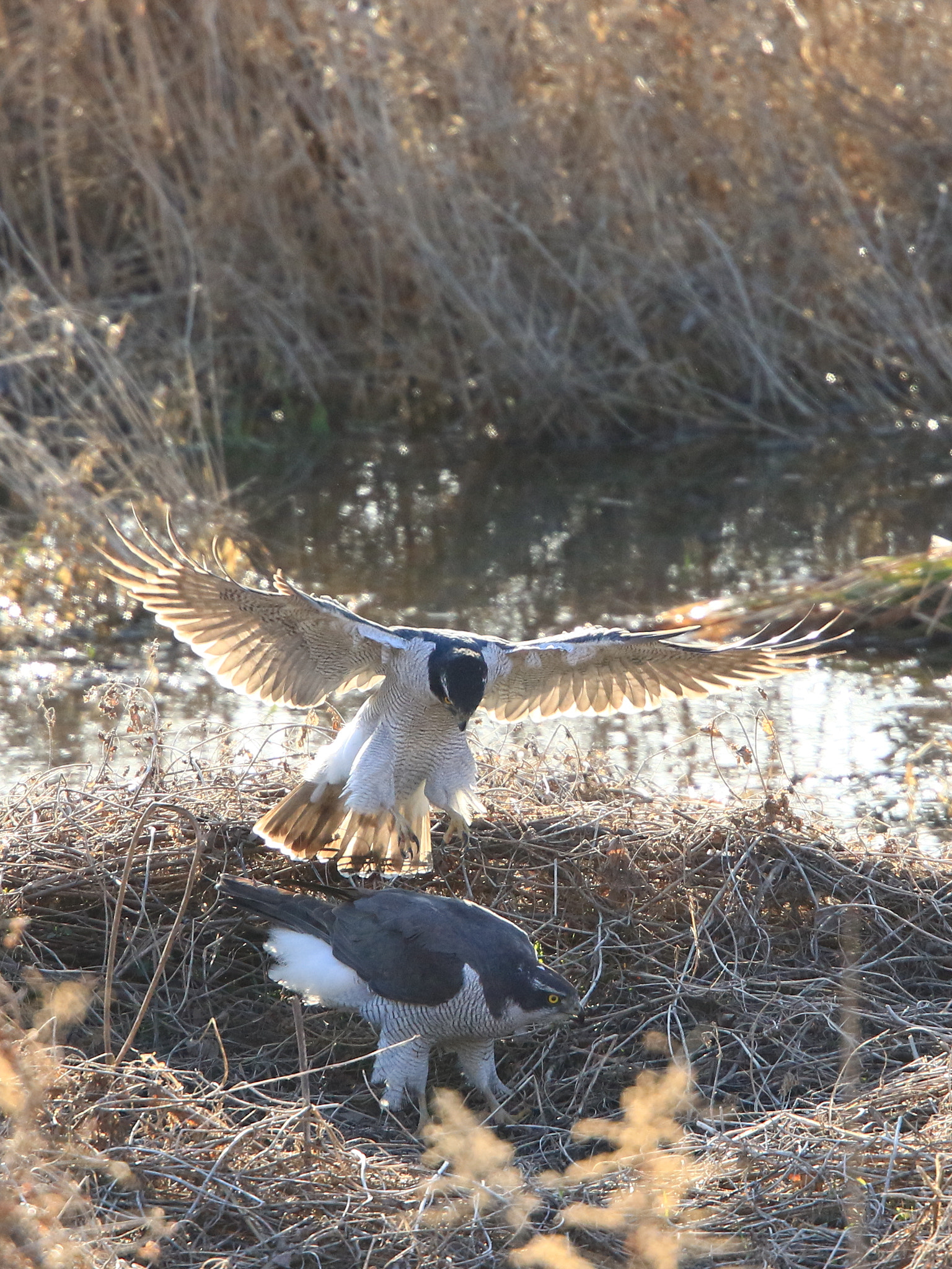 Canon EOS 7D Mark II + Canon EF 400mm F2.8L IS USM sample photo. Pair  オオタカ夫婦 photography