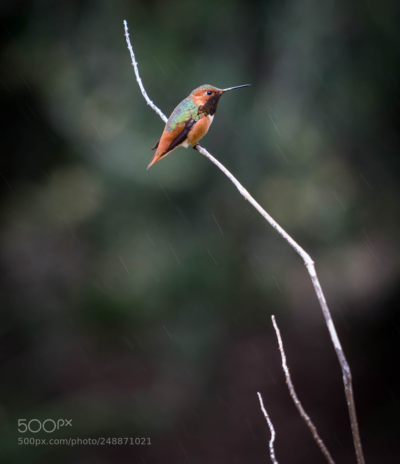 Sony a7R III sample photo. Humming in the rain photography