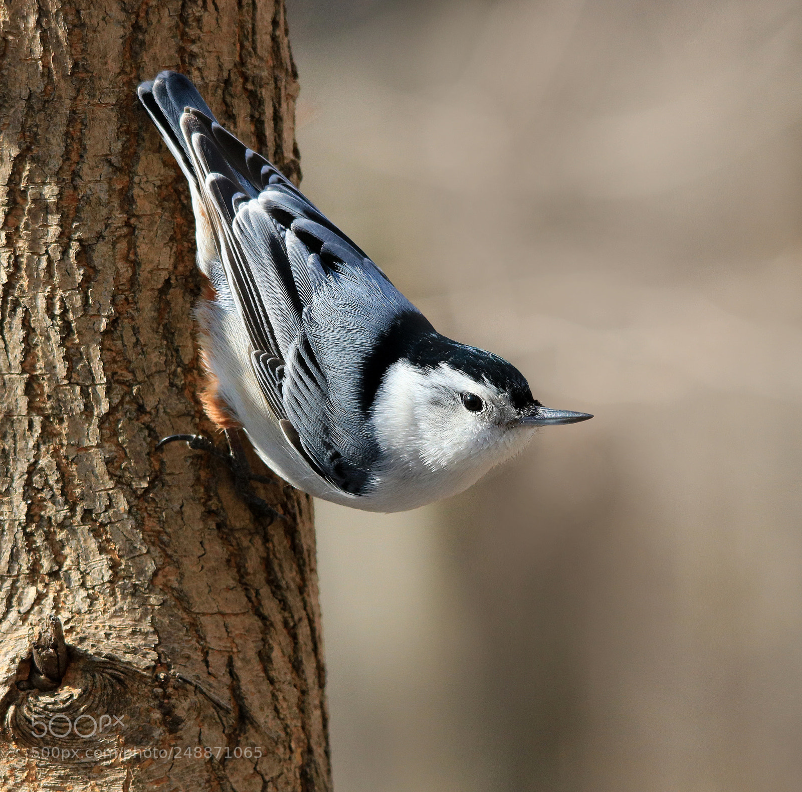 Canon EOS 750D (EOS Rebel T6i / EOS Kiss X8i) sample photo. Nuthatch on tree photography