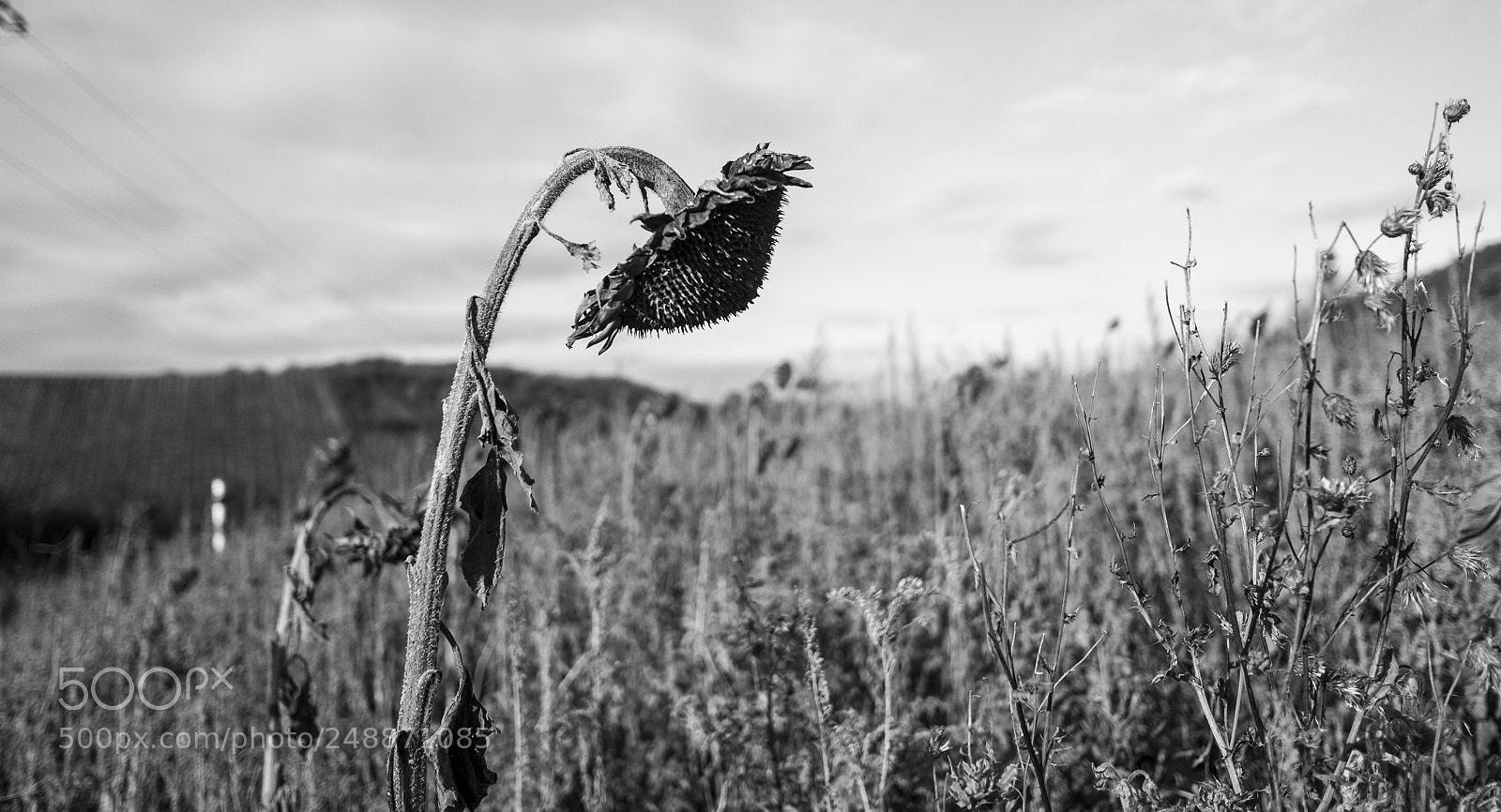 Fujifilm X70 sample photo. Sad flower photography