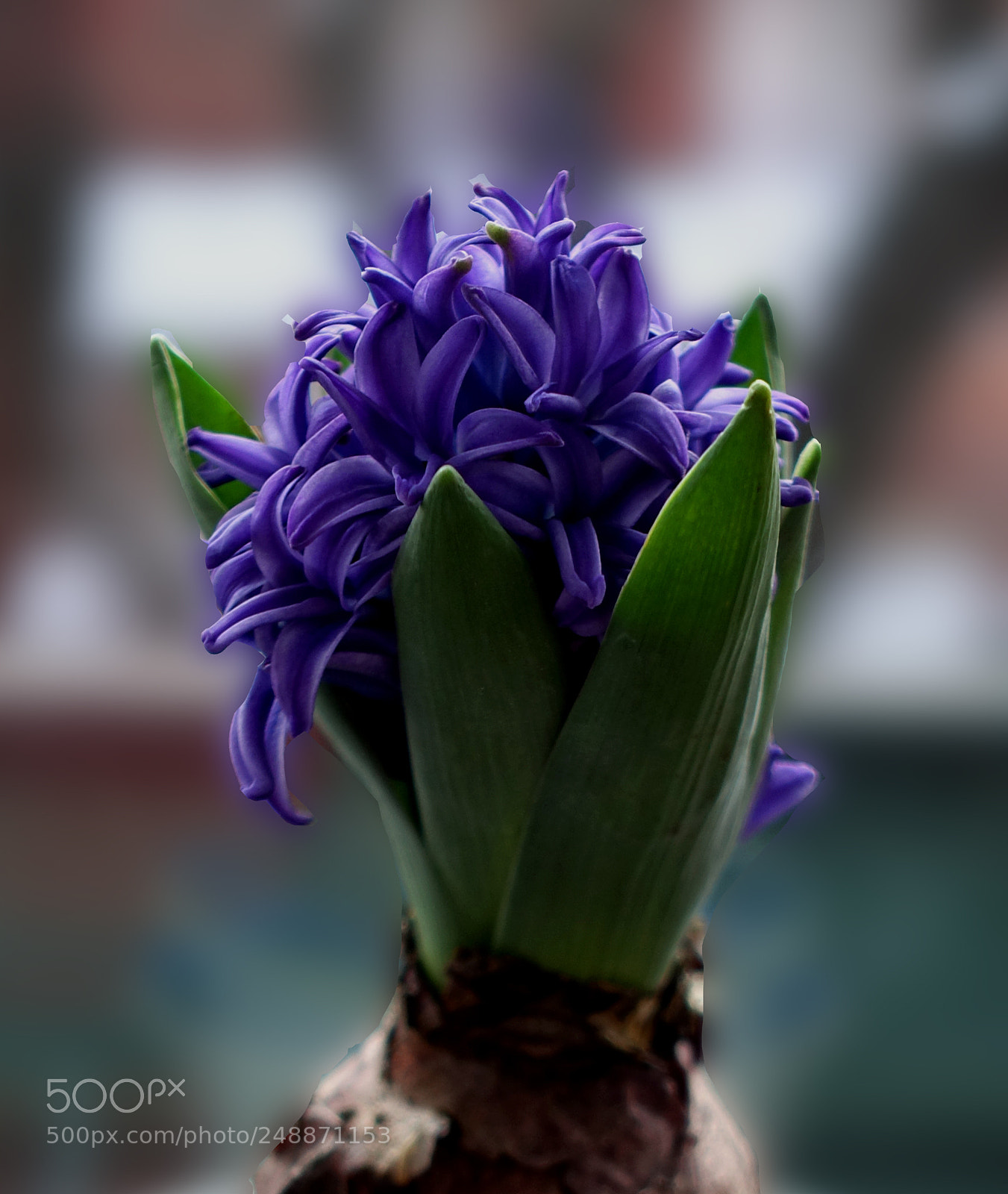 Sony Cyber-shot DSC-RX100 III sample photo. Blue hyacinth photography