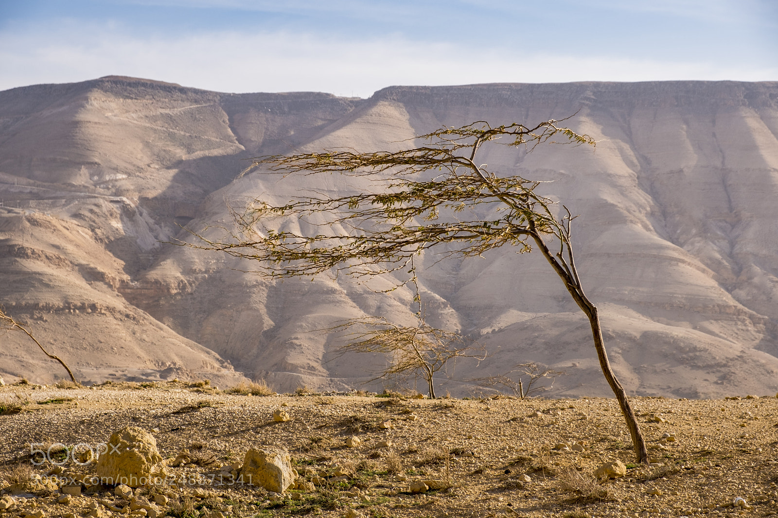 Fujifilm X-T20 sample photo. Leaning tree in jordan photography