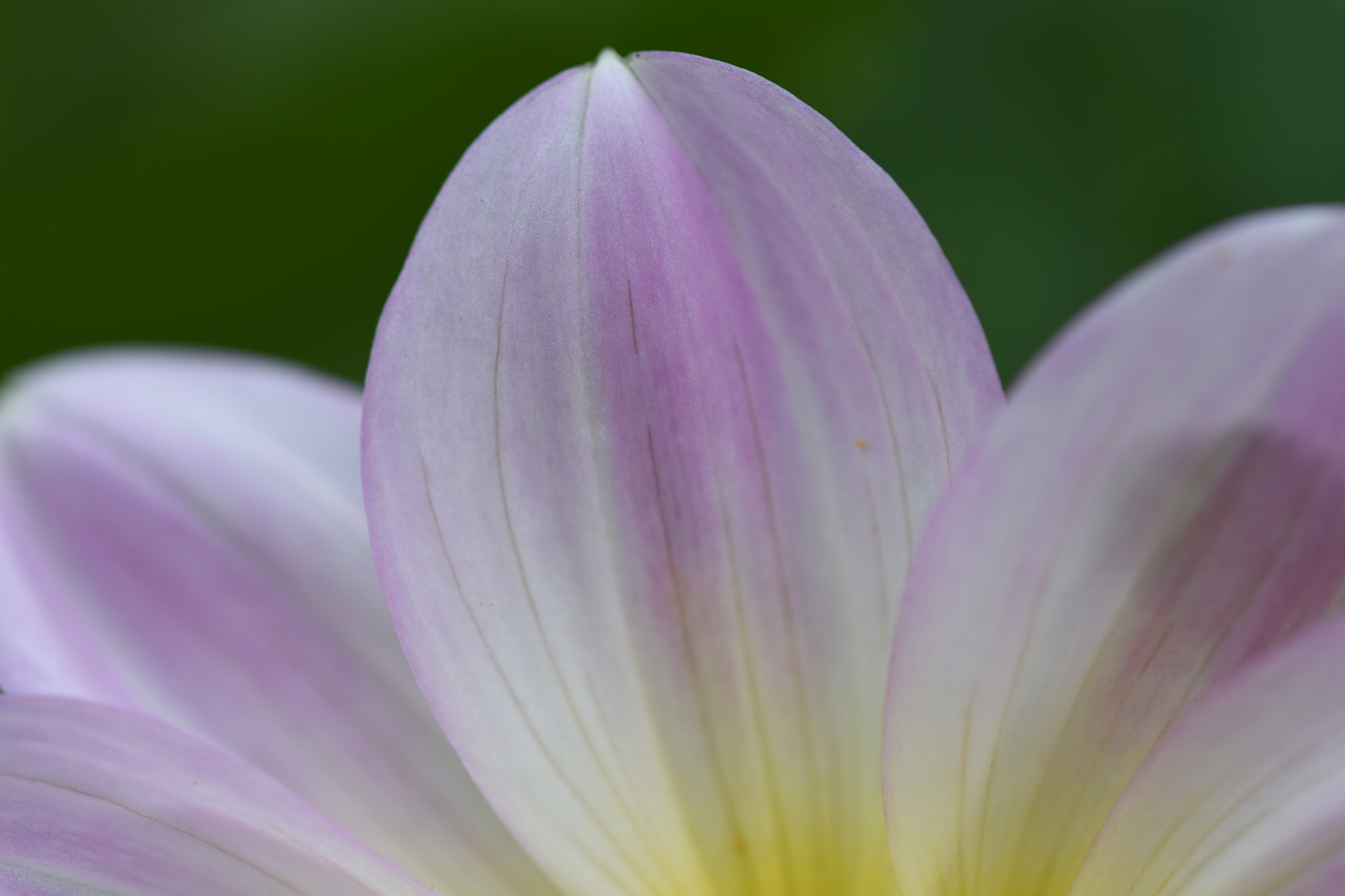 Nikon D750 + Nikon AF Micro-Nikkor 200mm F4D ED-IF sample photo. Petal photography