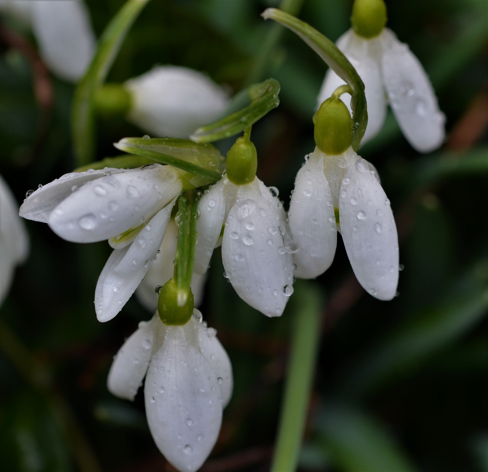 Sigma 105mm F2.8 EX DG OS HSM sample photo. Snowdrop  /  schneeglöckchen  /  kardelen photography