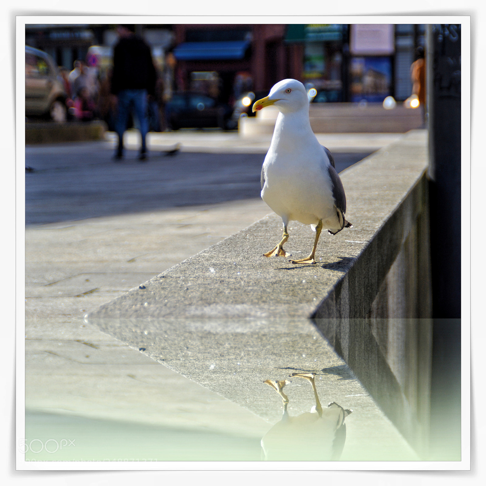 Nikon D3100 sample photo. Gaivota photography