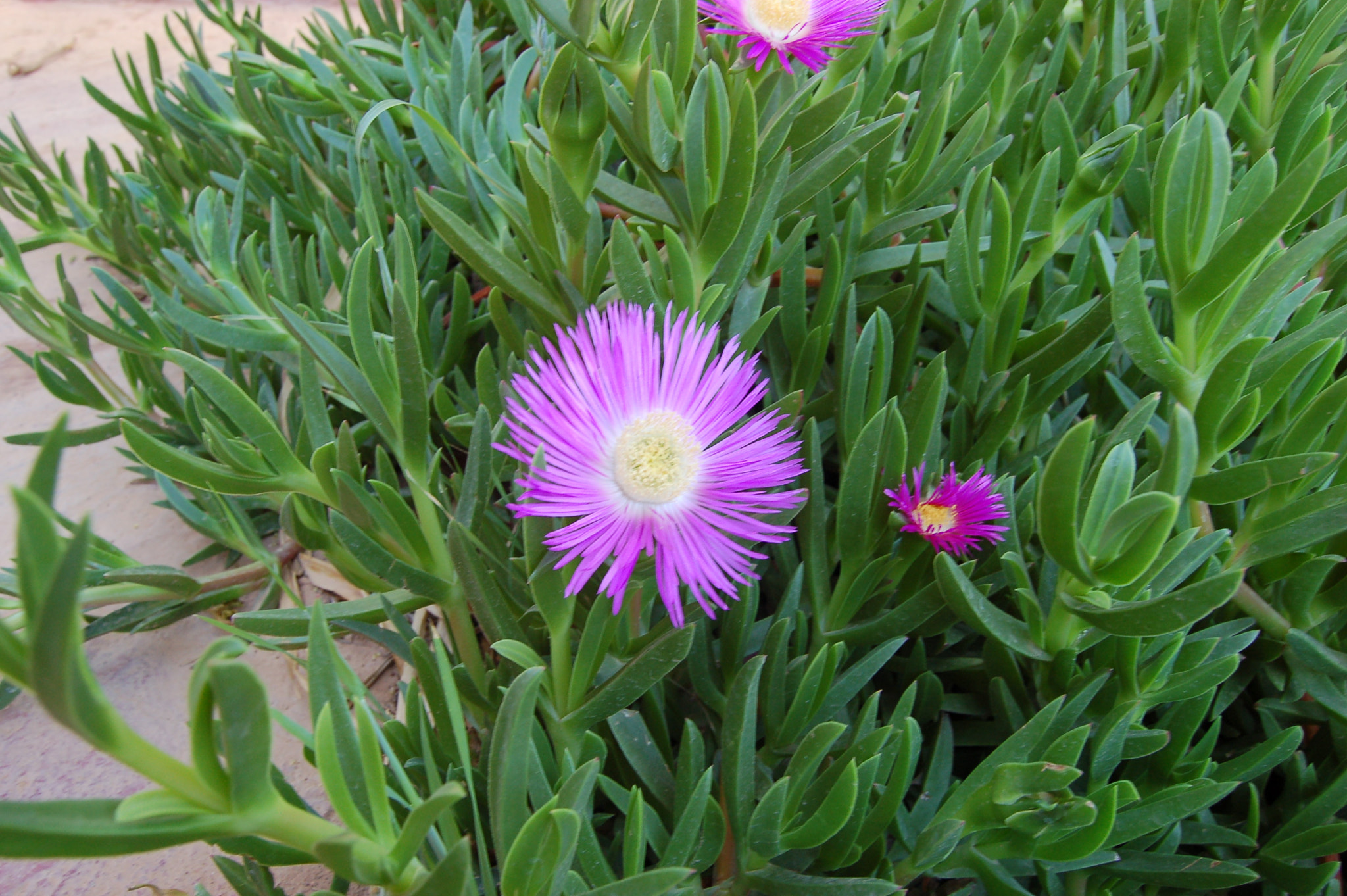 Nikon D50 sample photo. Dsc photography