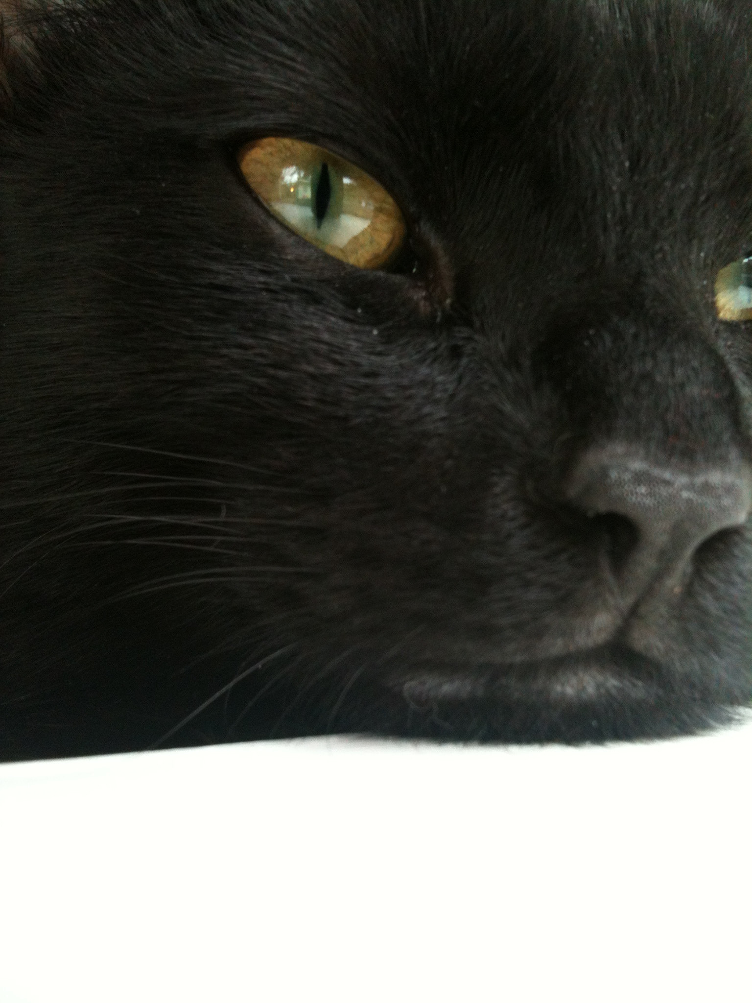 Apple iPhone 3GS sample photo. My cat mr mojo risin photography