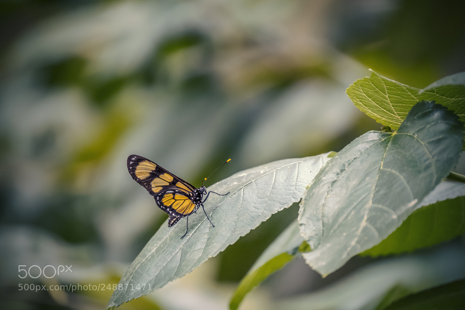 Fujifilm X-T2 sample photo. Butterfly monarch photography
