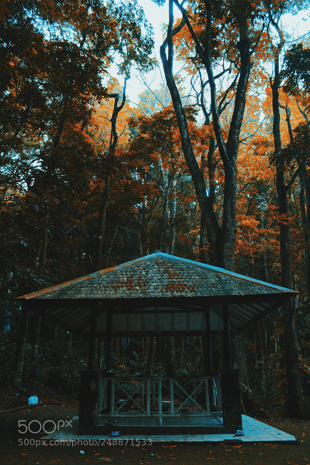 Canon EOS 1200D (EOS Rebel T5 / EOS Kiss X70 / EOS Hi) sample photo. The jungle is dark photography