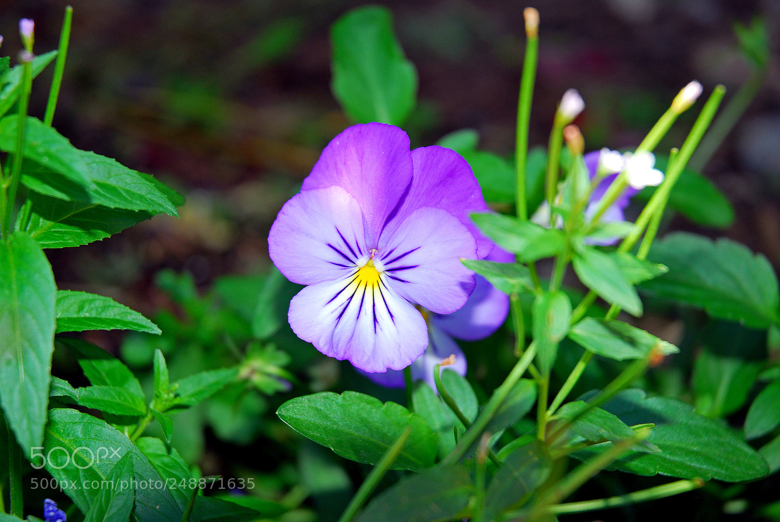 Nikon D200 sample photo. Purple pansy amongst greens photography