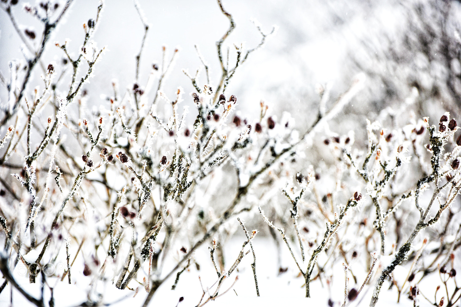 Nikon D810 sample photo. Untitled photography