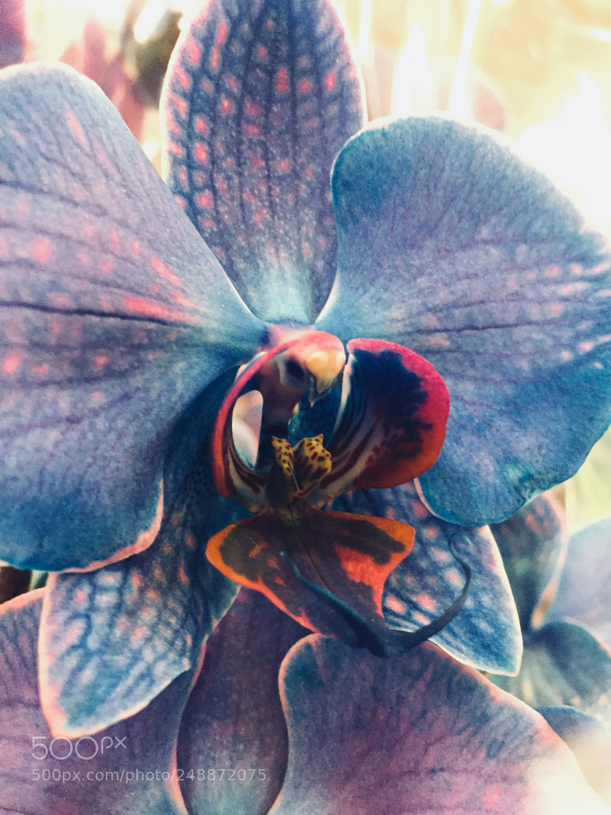 Apple iPhone 6 sample photo. Passionate delight photography