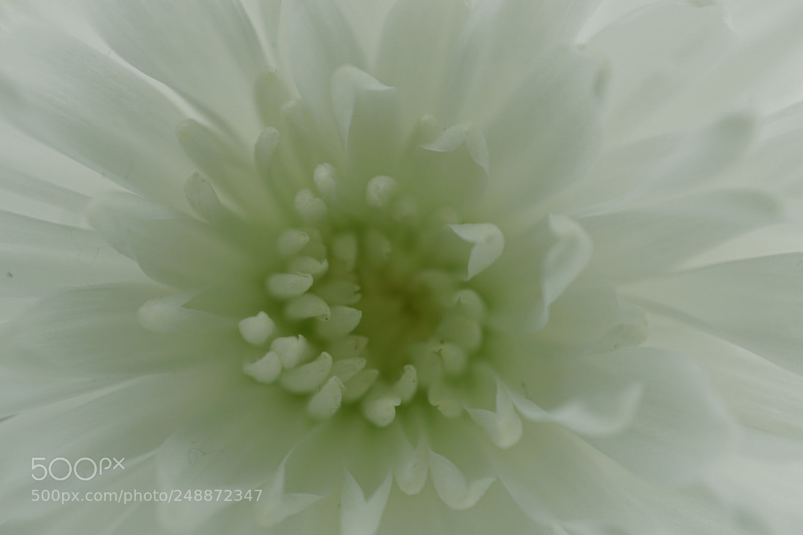Sony ILCA-77M2 sample photo. White photography