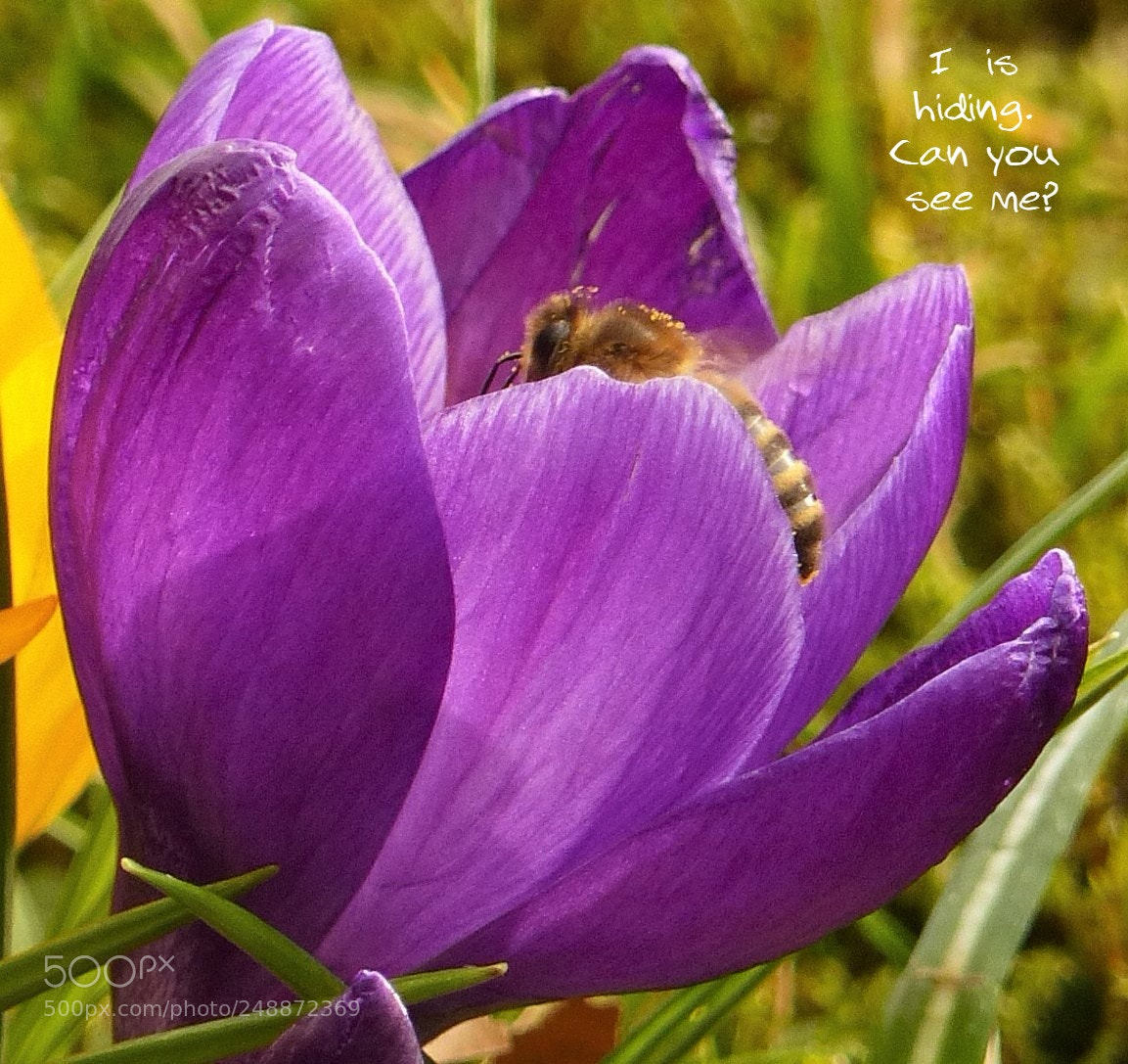 Panasonic Lumix DMC-FZ200 sample photo. 'hiding' crocus & bee photography