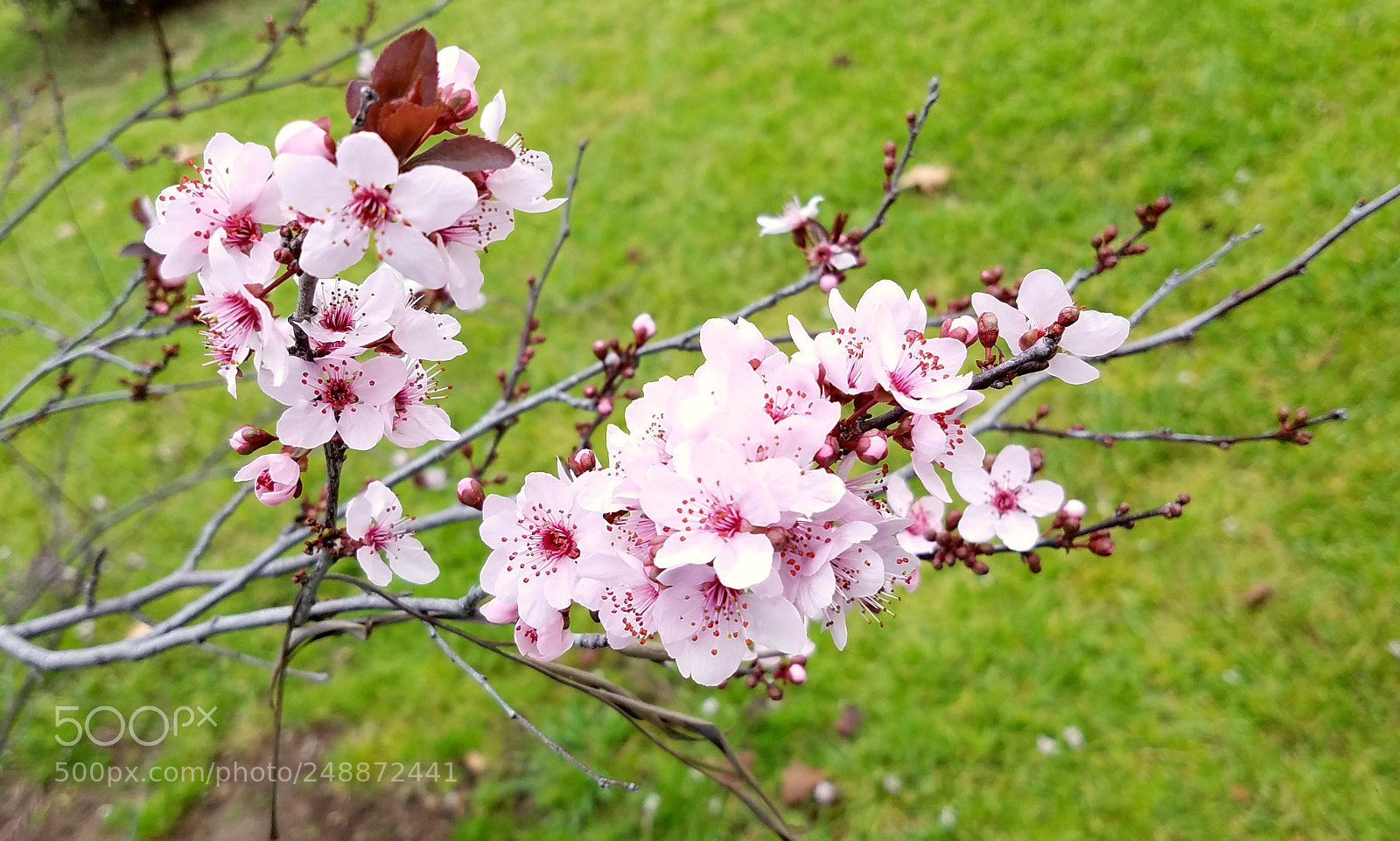 Samsung Galaxy S7 sample photo. Cherry blossom photography