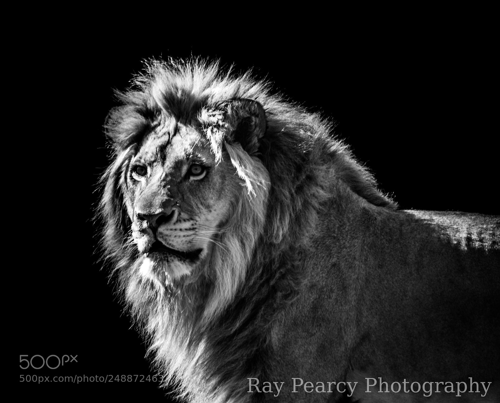 Canon EOS 1100D (EOS Rebel T3 / EOS Kiss X50) sample photo. Lion in black and photography
