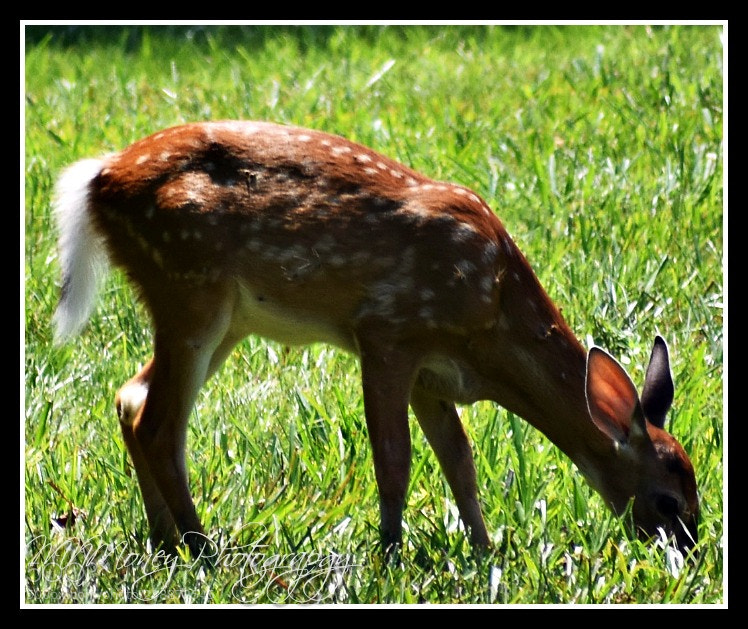Nikon D3400 sample photo. Deer photography