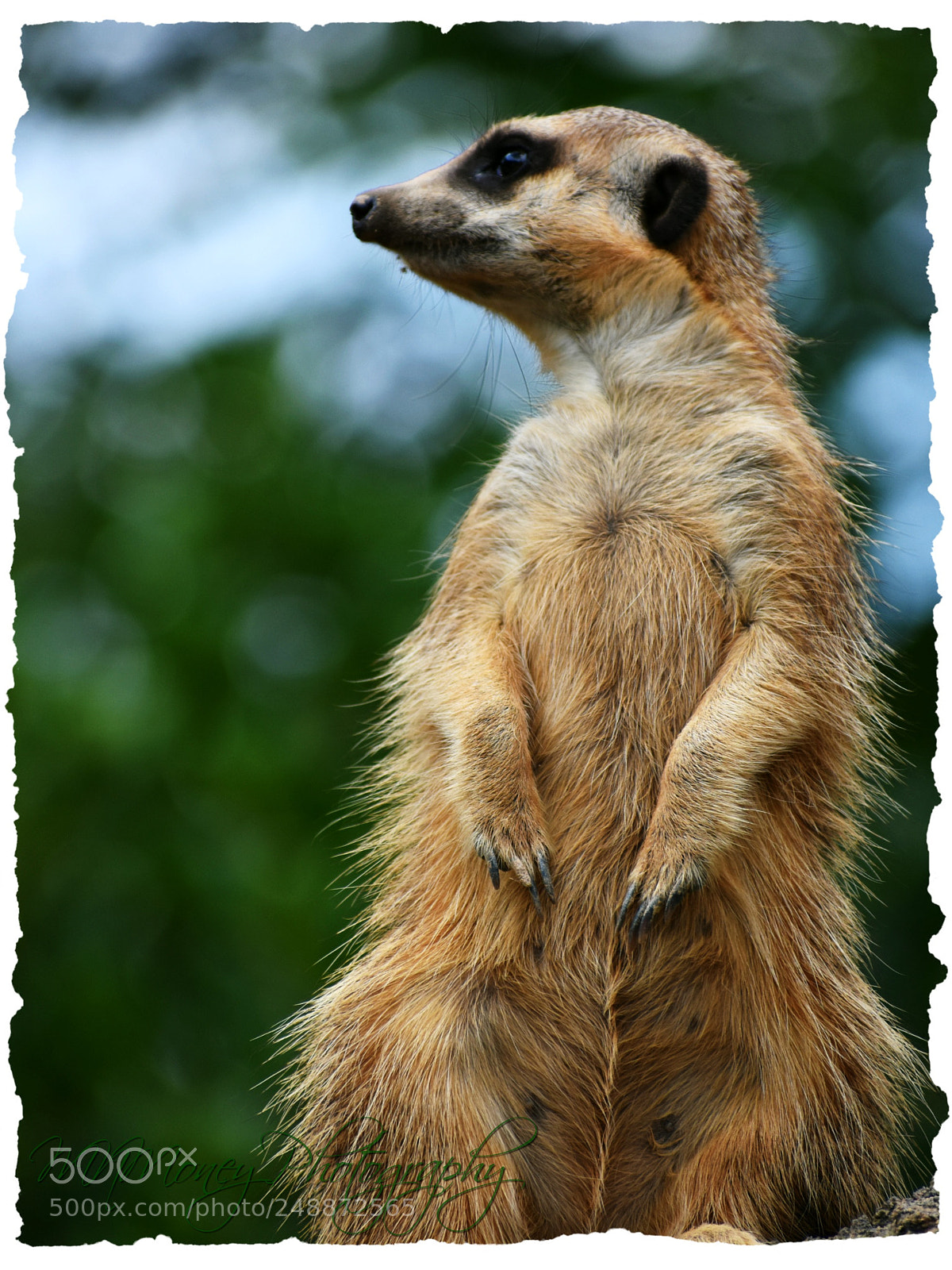 Nikon D3400 sample photo. Meerkat photography