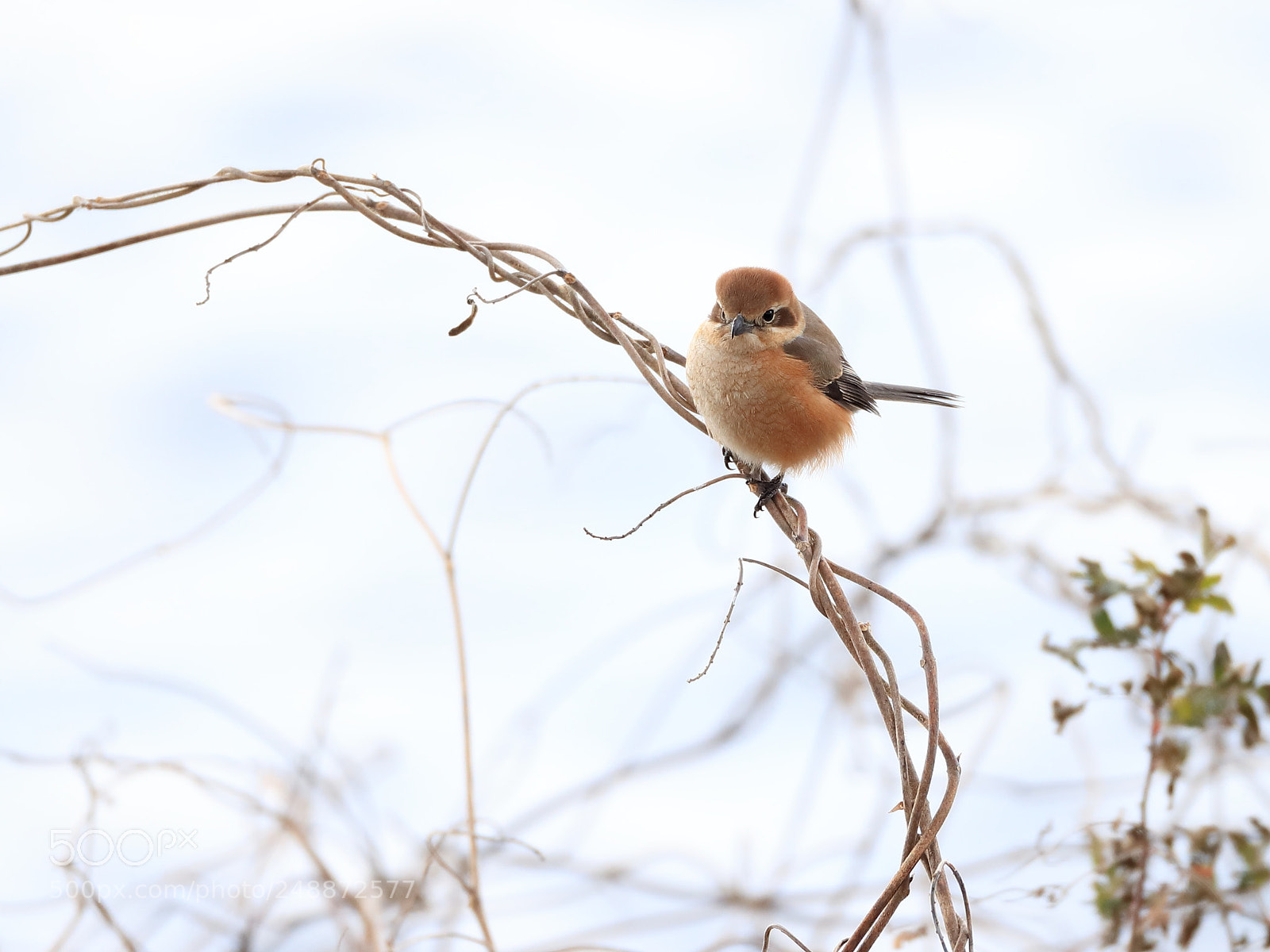 Canon EOS-1D X Mark II sample photo. モズ bull-headed shrike photography