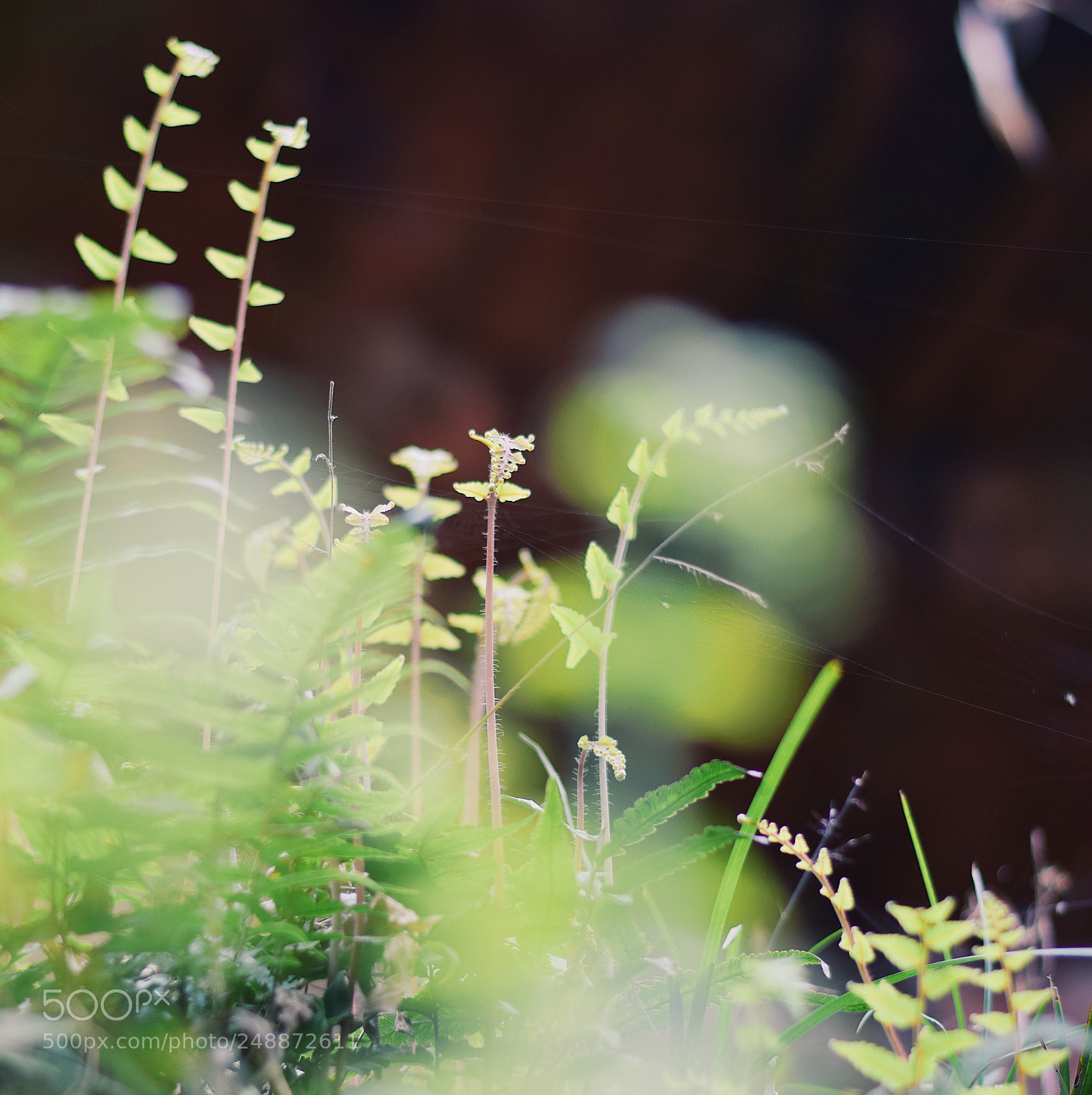 Nikon D3300 sample photo. Vitality photography