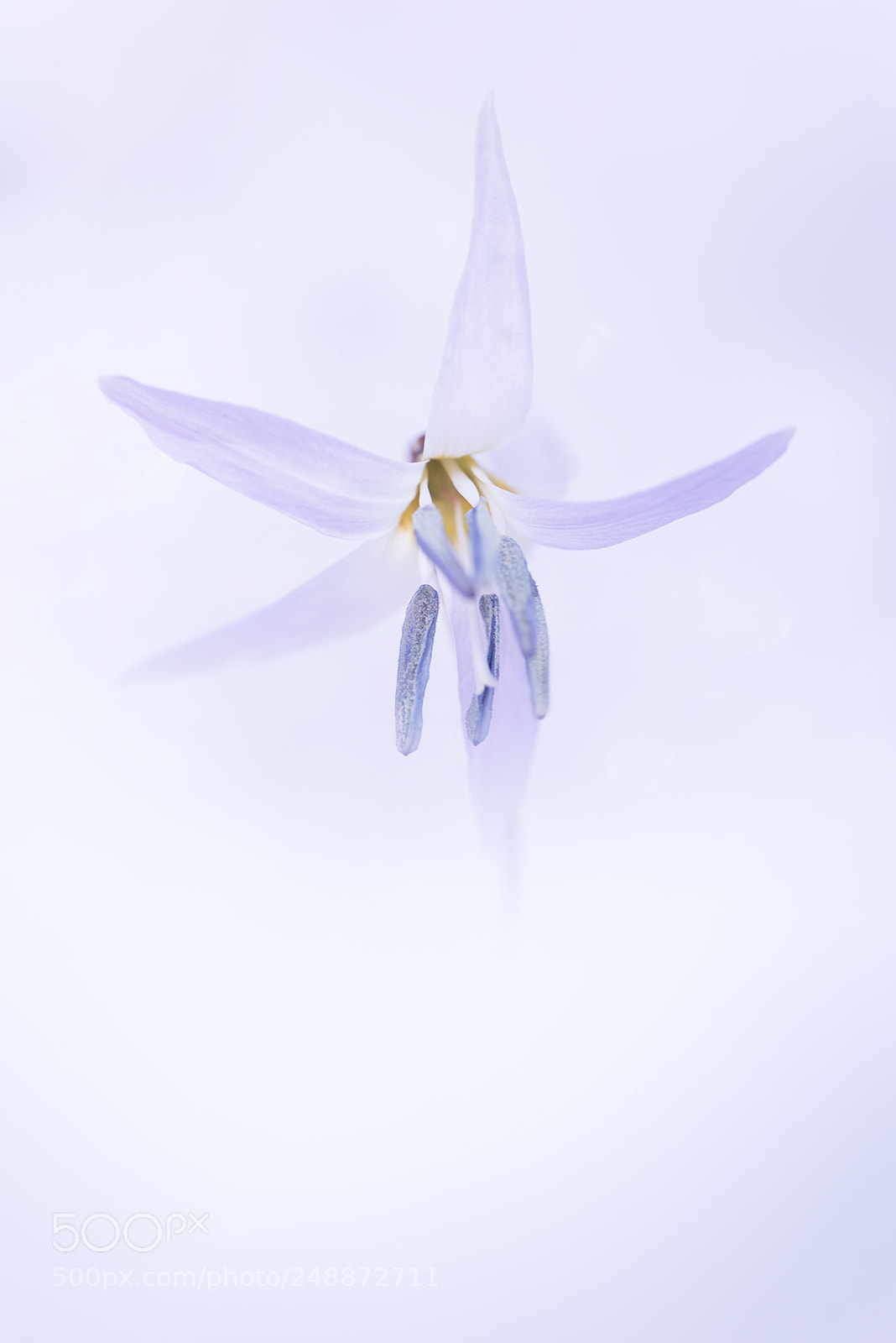 Nikon D810 sample photo. Dog s tooth violet photography