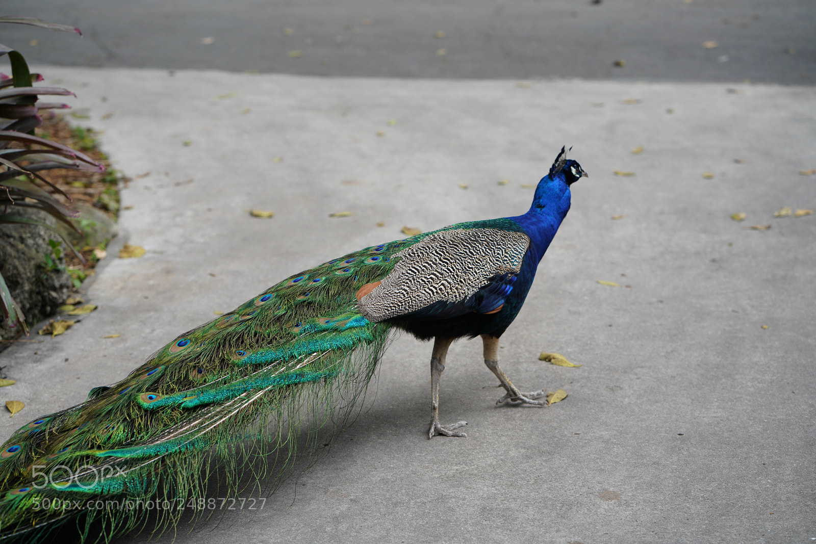 Sony a7R III sample photo. Flamingo garden sanctuary photography