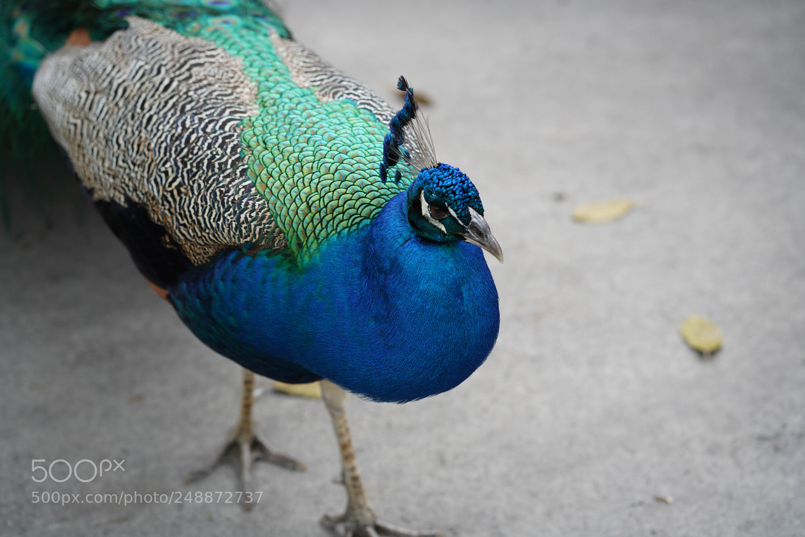 Sony a7R III sample photo. Flamingo garden sanctuary photography