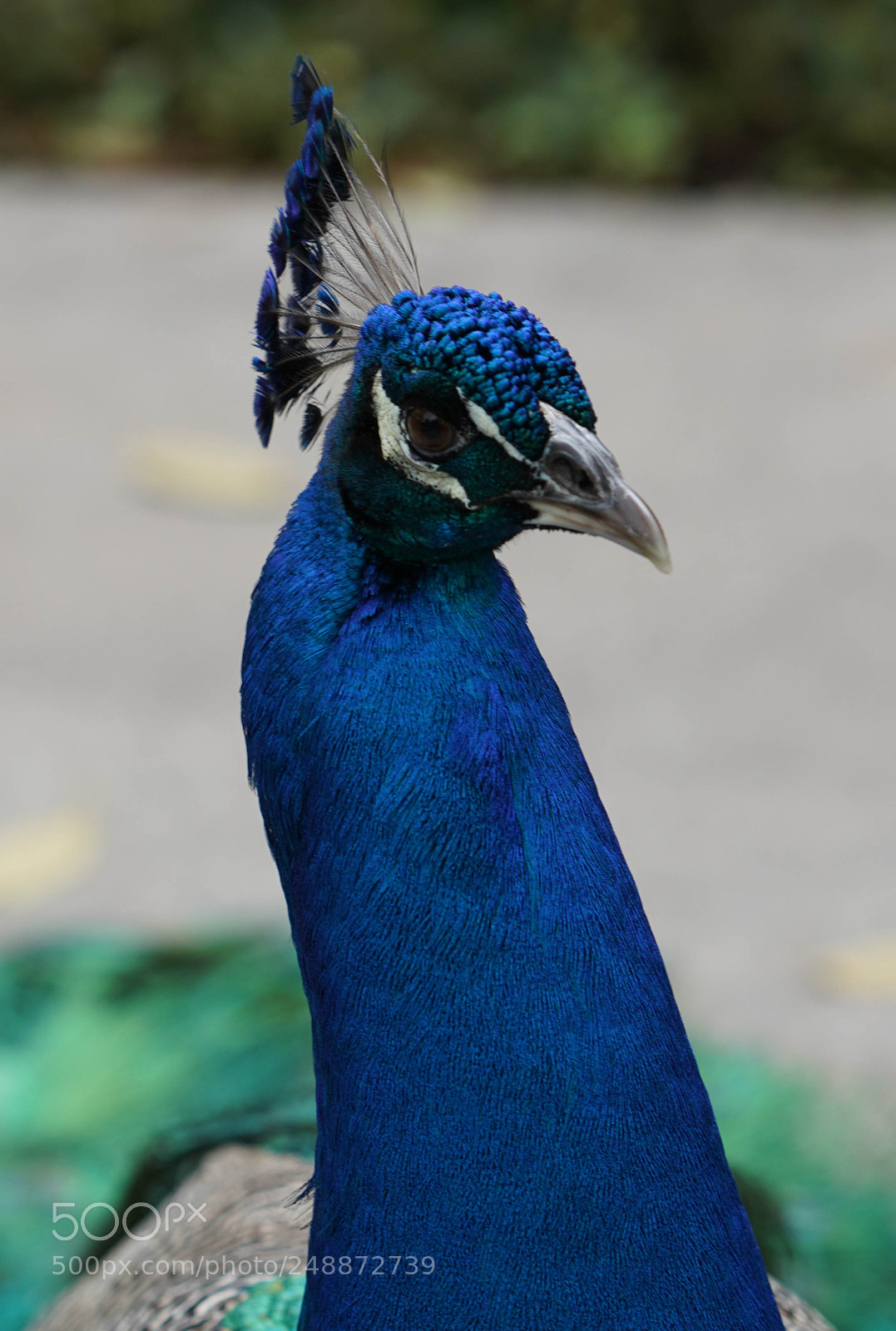 Sony a7R III sample photo. Flamingo garden sanctuary photography