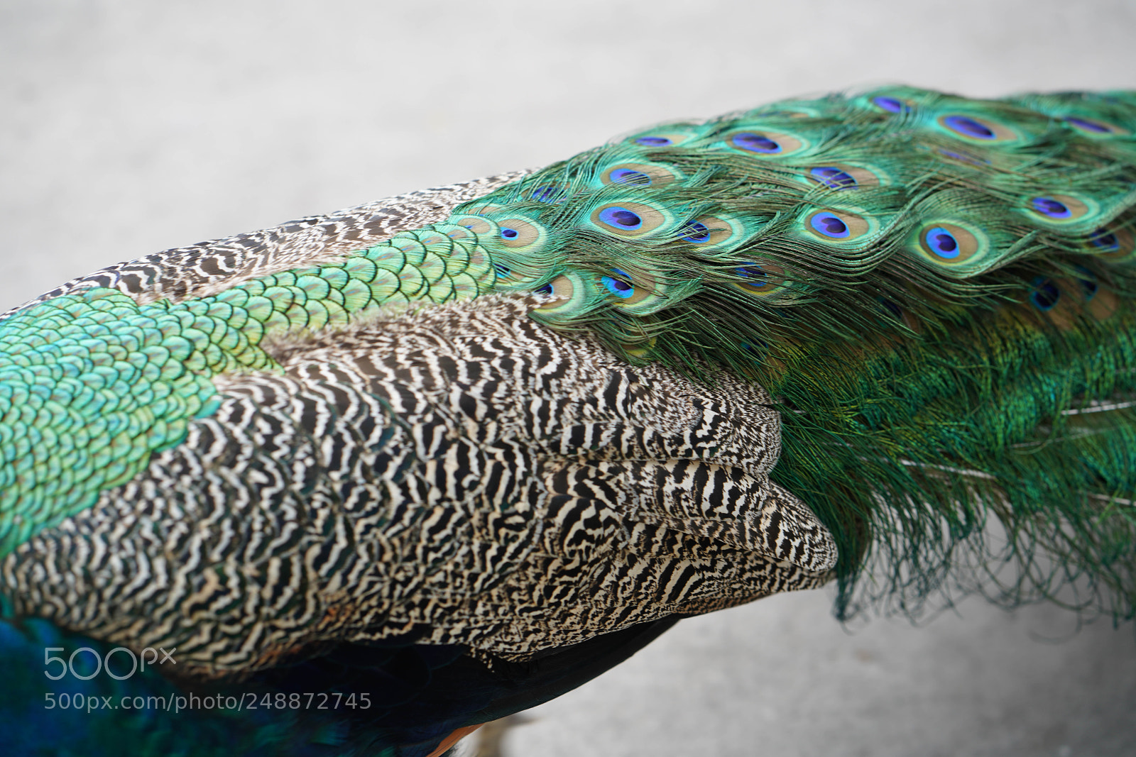 Sony a7R III sample photo. Flamingo garden sanctuary photography