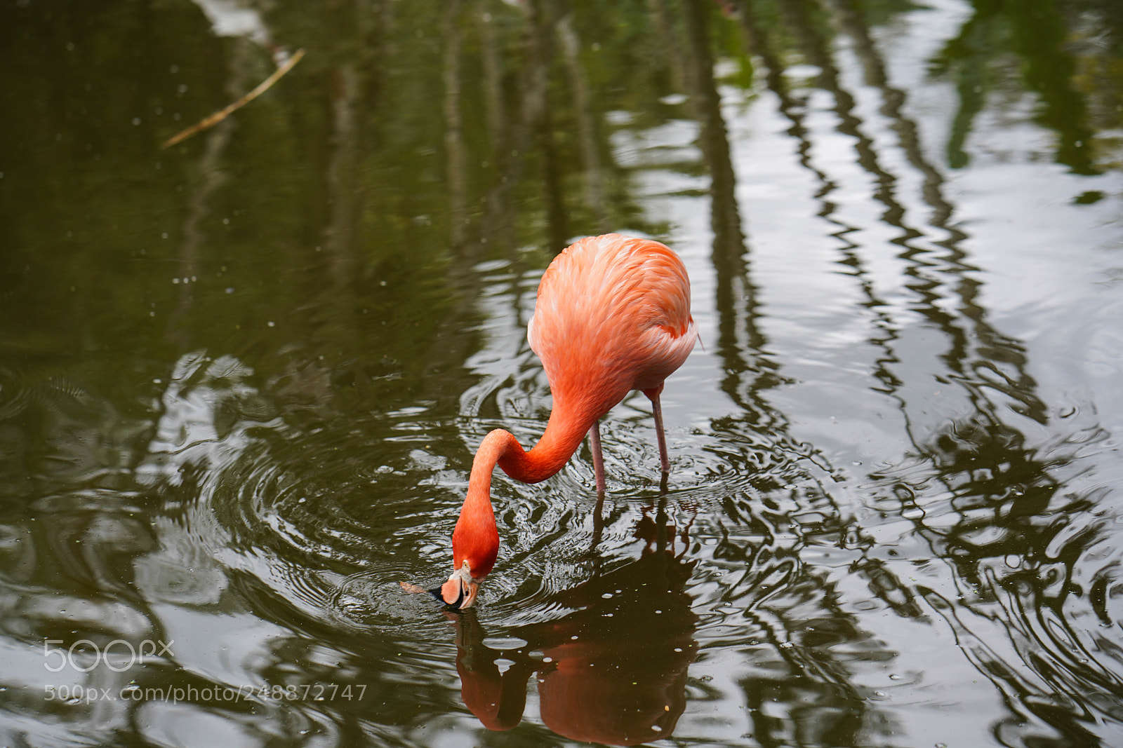 Sony a7R III sample photo. Flamingo garden sanctuary photography