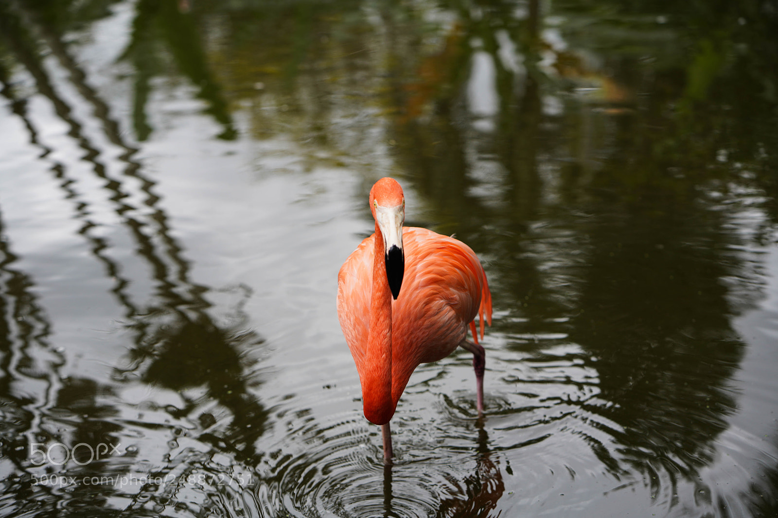 Sony a7R III sample photo. Flamingo garden sanctuary photography