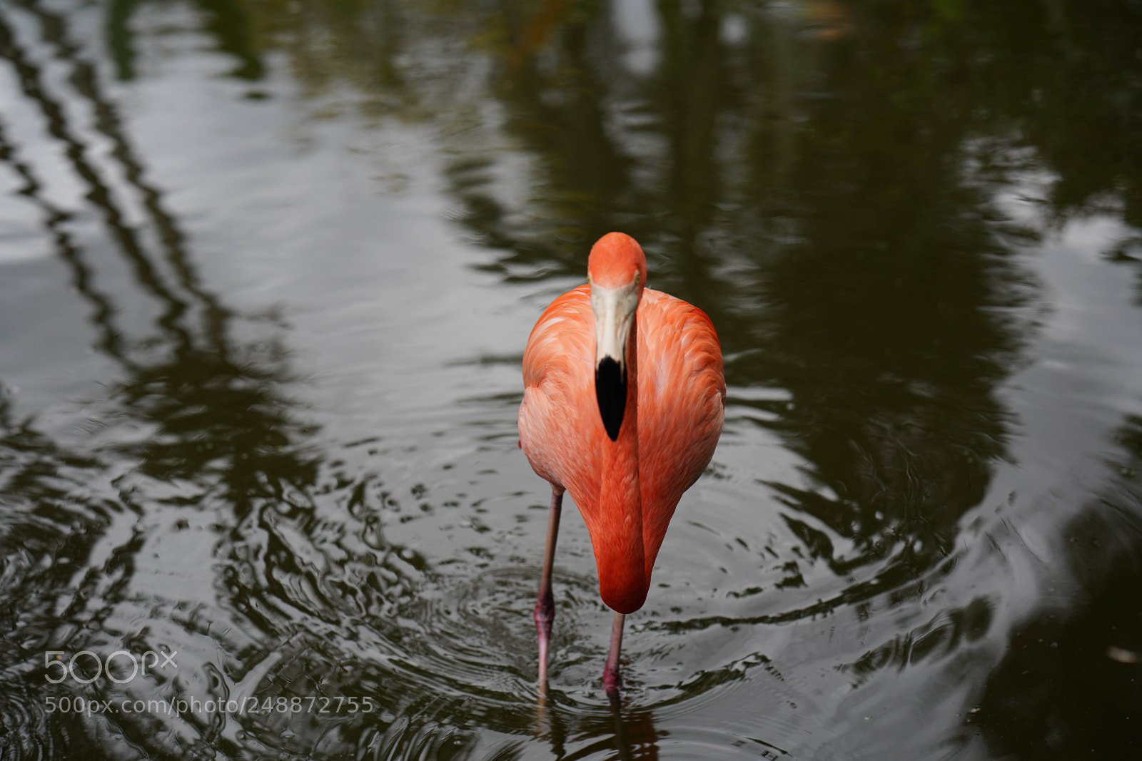 Sony a7R III sample photo. Flamingo garden sanctuary photography