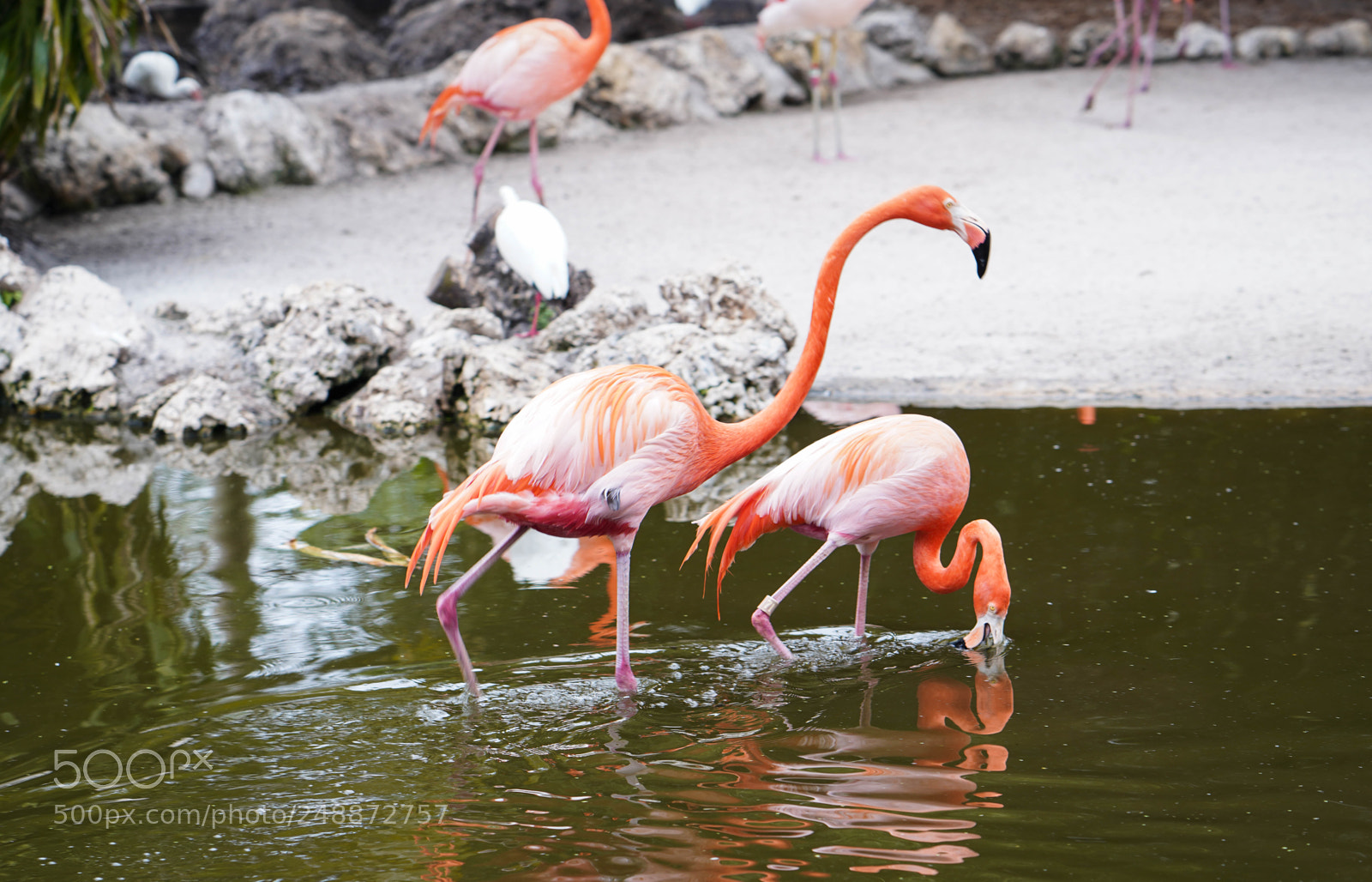 Sony a7R III sample photo. Flamingo garden sanctuary photography