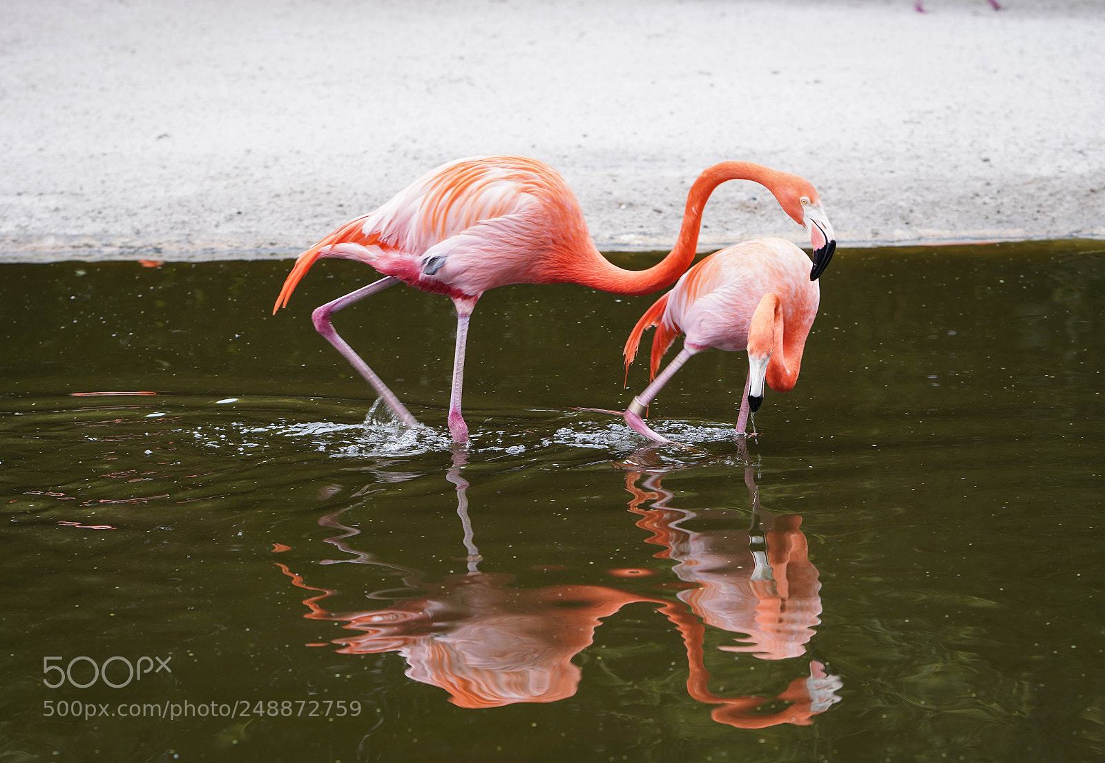 Sony a7R III sample photo. Flamingo garden sanctuary photography