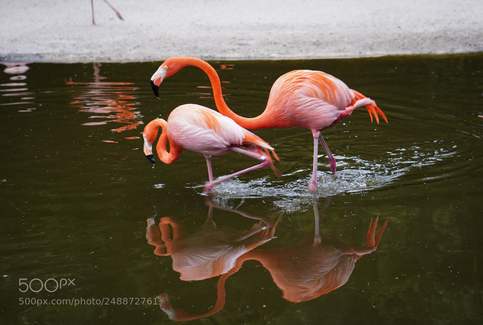 Sony a7R III sample photo. Flamingo garden sanctuary photography