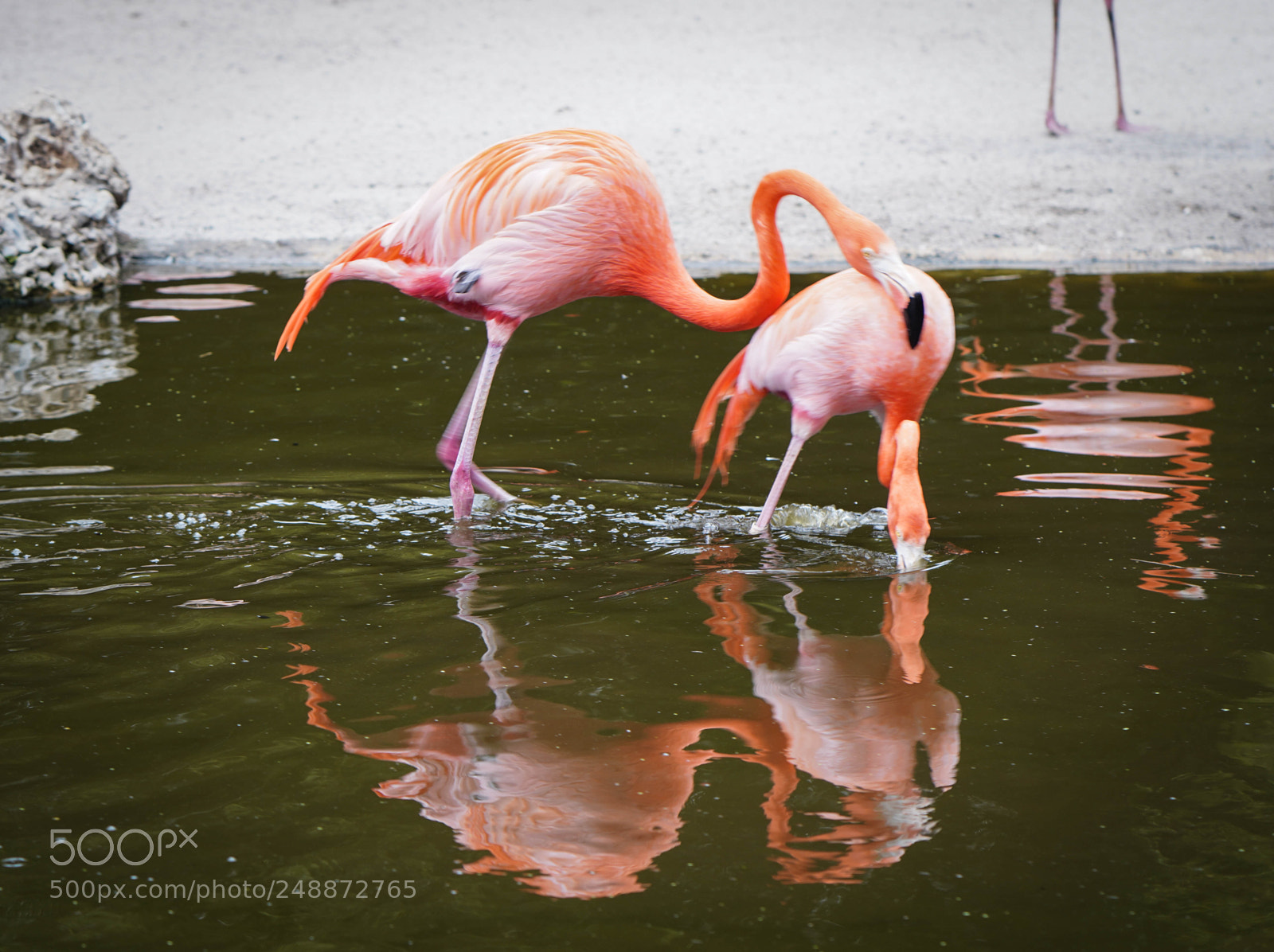 Sony a7R III sample photo. Flamingo garden sanctuary photography