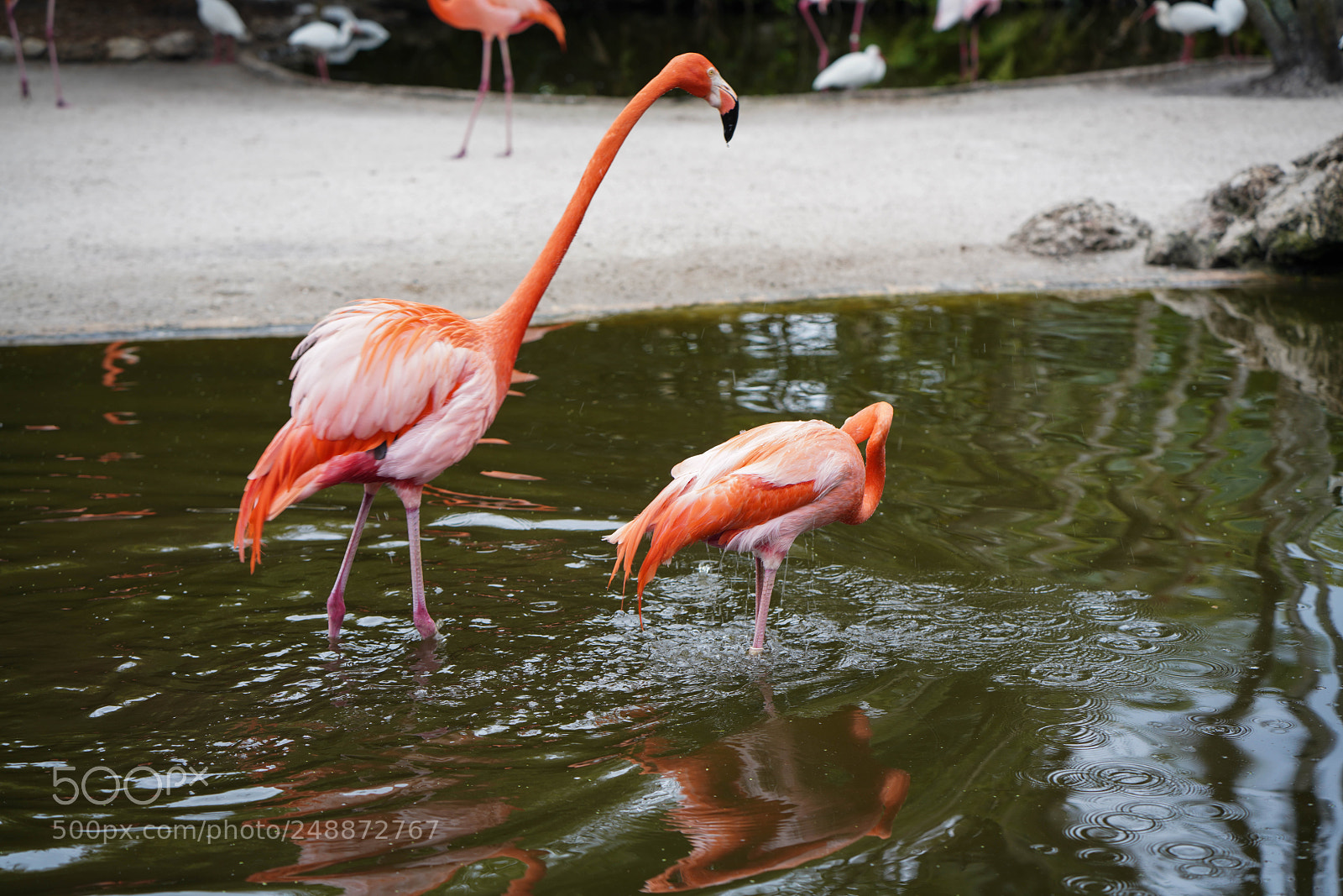 Sony a7R III sample photo. Flamingo garden sanctuary photography