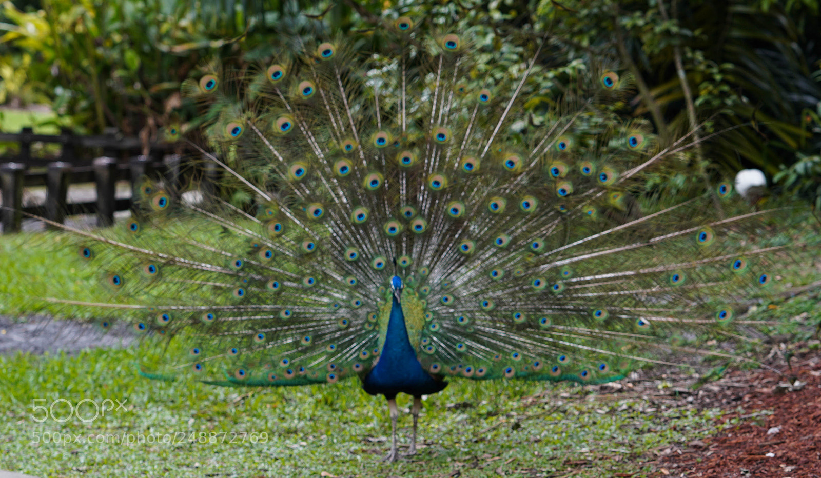 Sony a7R III sample photo. Flamingo garden sanctuary photography
