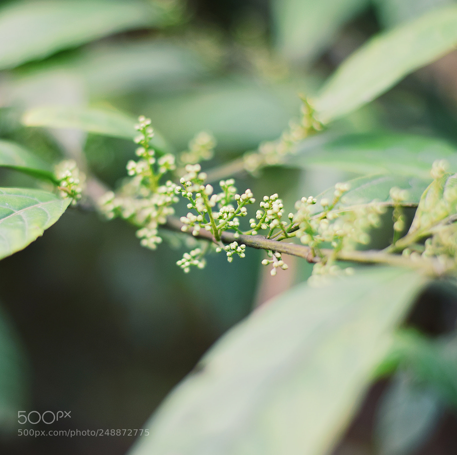 Nikon D3300 sample photo. Spring photography