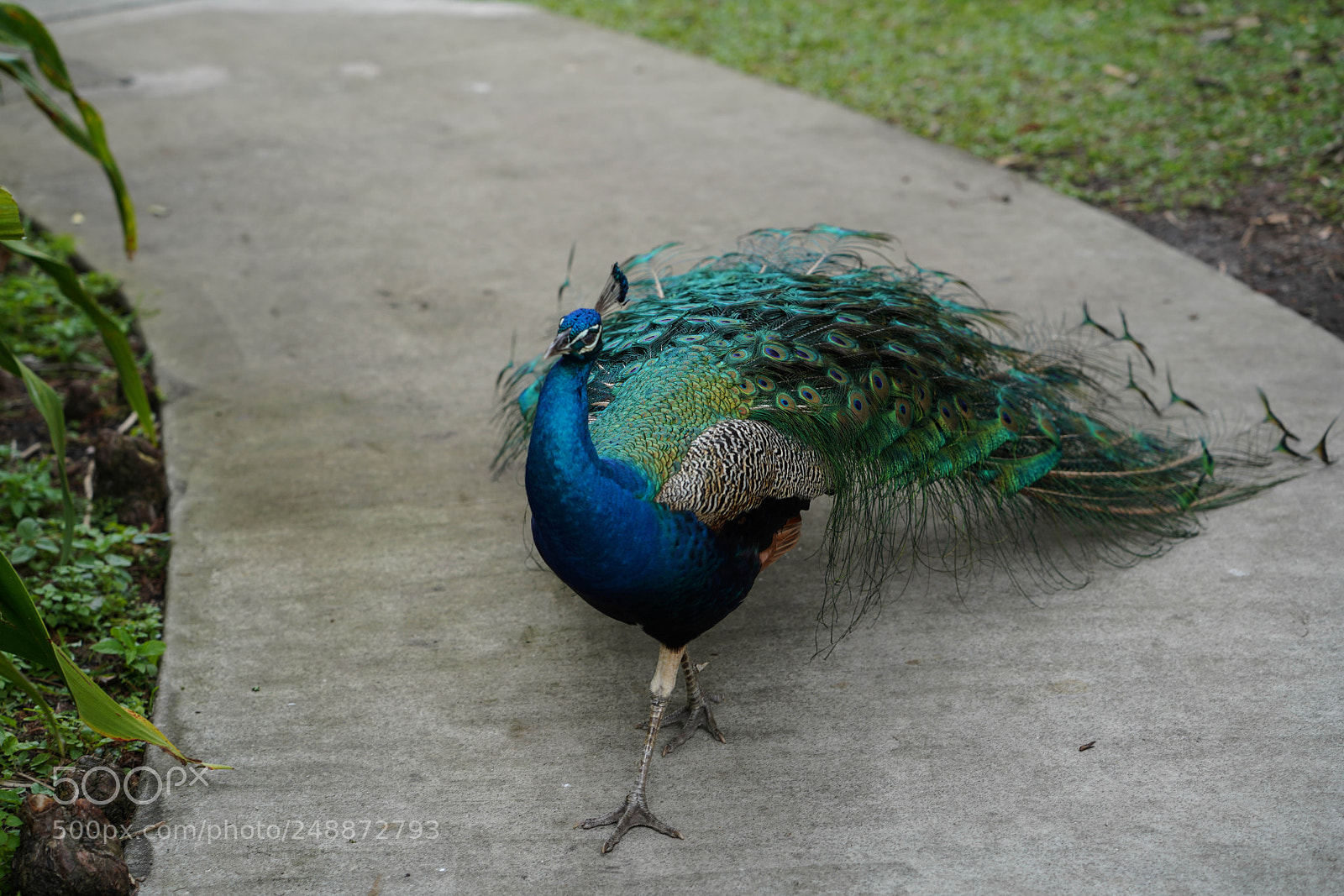 Sony a7R III sample photo. Flamingo garden sanctuary photography