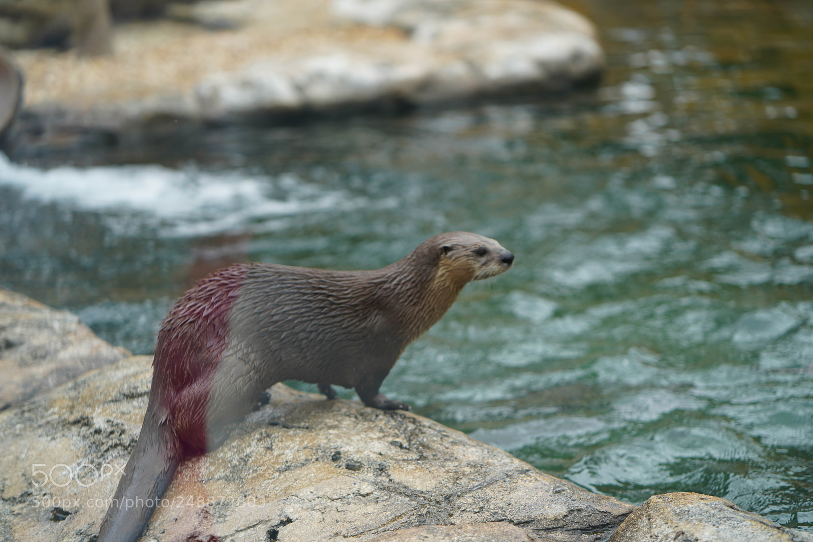 Sony a7R III sample photo. Flamingo garden sanctuary photography
