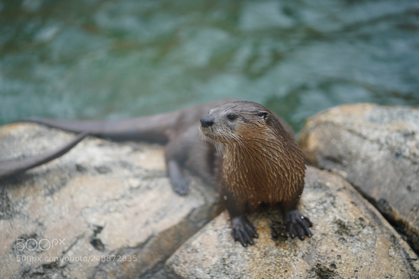 Sony a7R III sample photo. Flamingo garden sanctuary photography