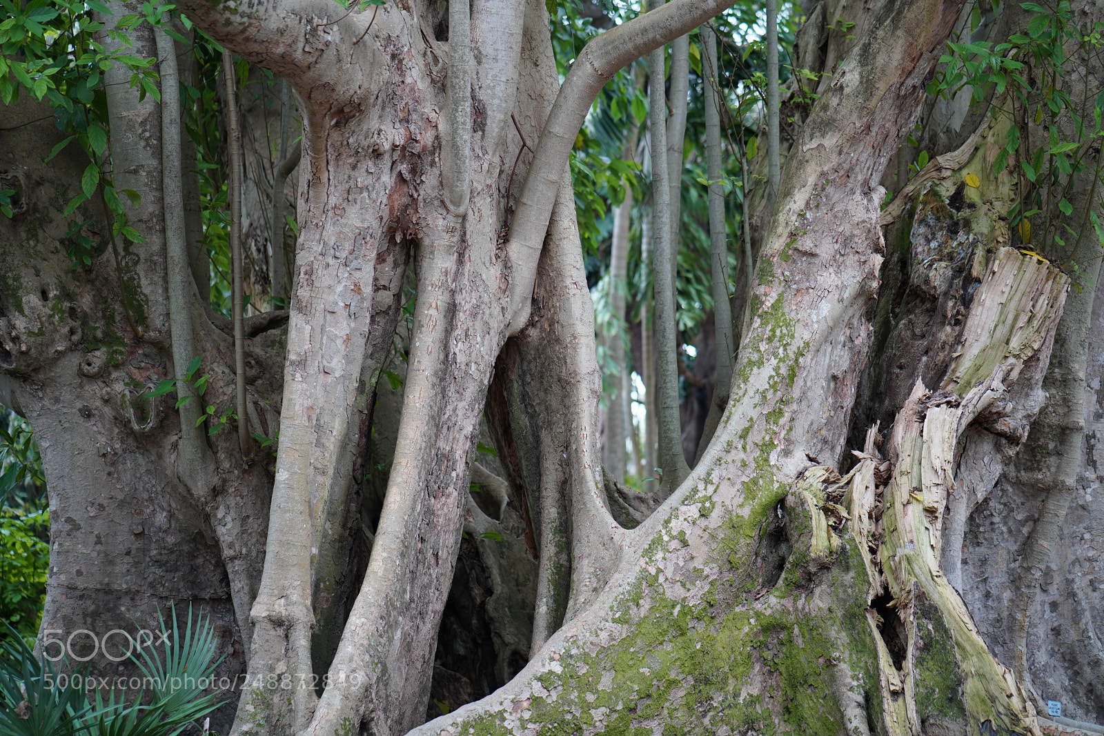 Sony a7R III sample photo. Flamingo garden sanctuary photography
