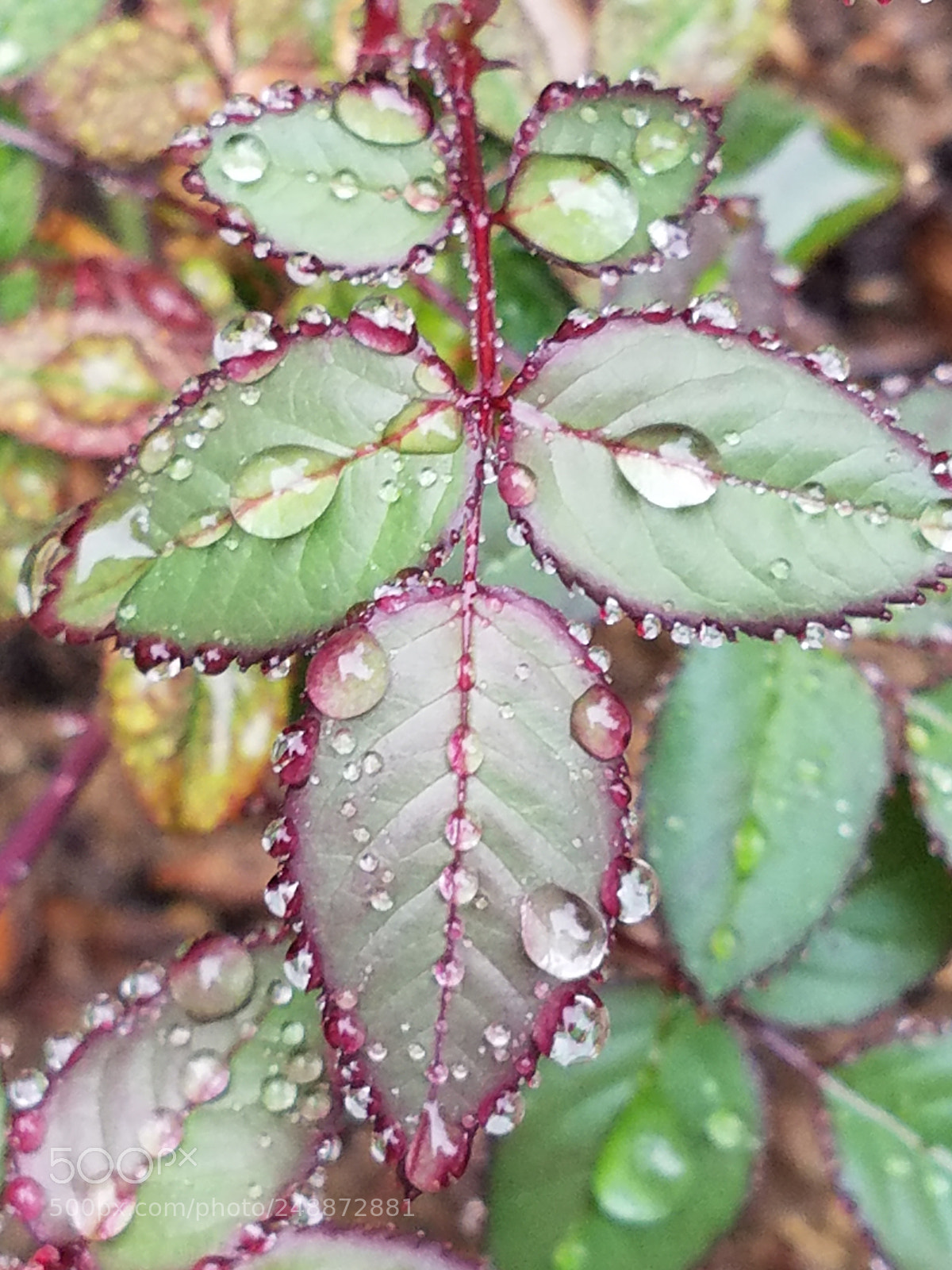 Samsung Galaxy S7 sample photo. 20180310_154154.jpg photography