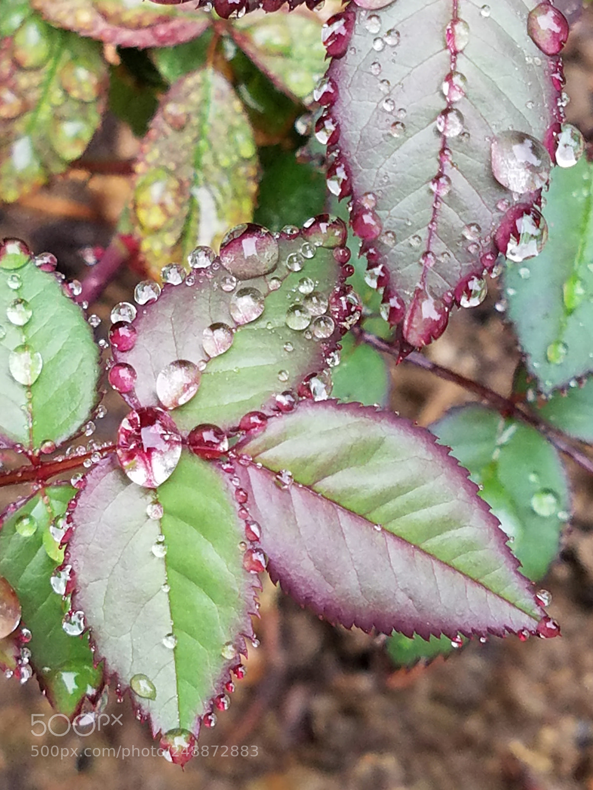 Samsung Galaxy S7 sample photo. 20180310_154148.jpg photography